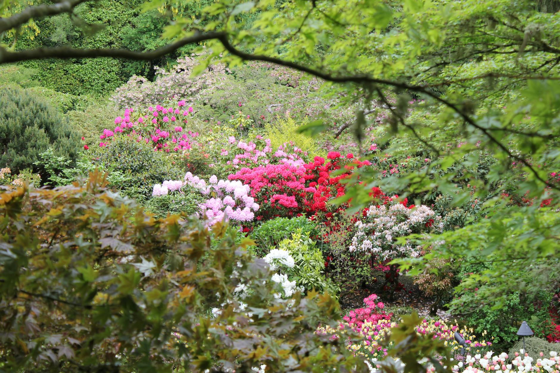 Victoria Butchart Gardens flowers