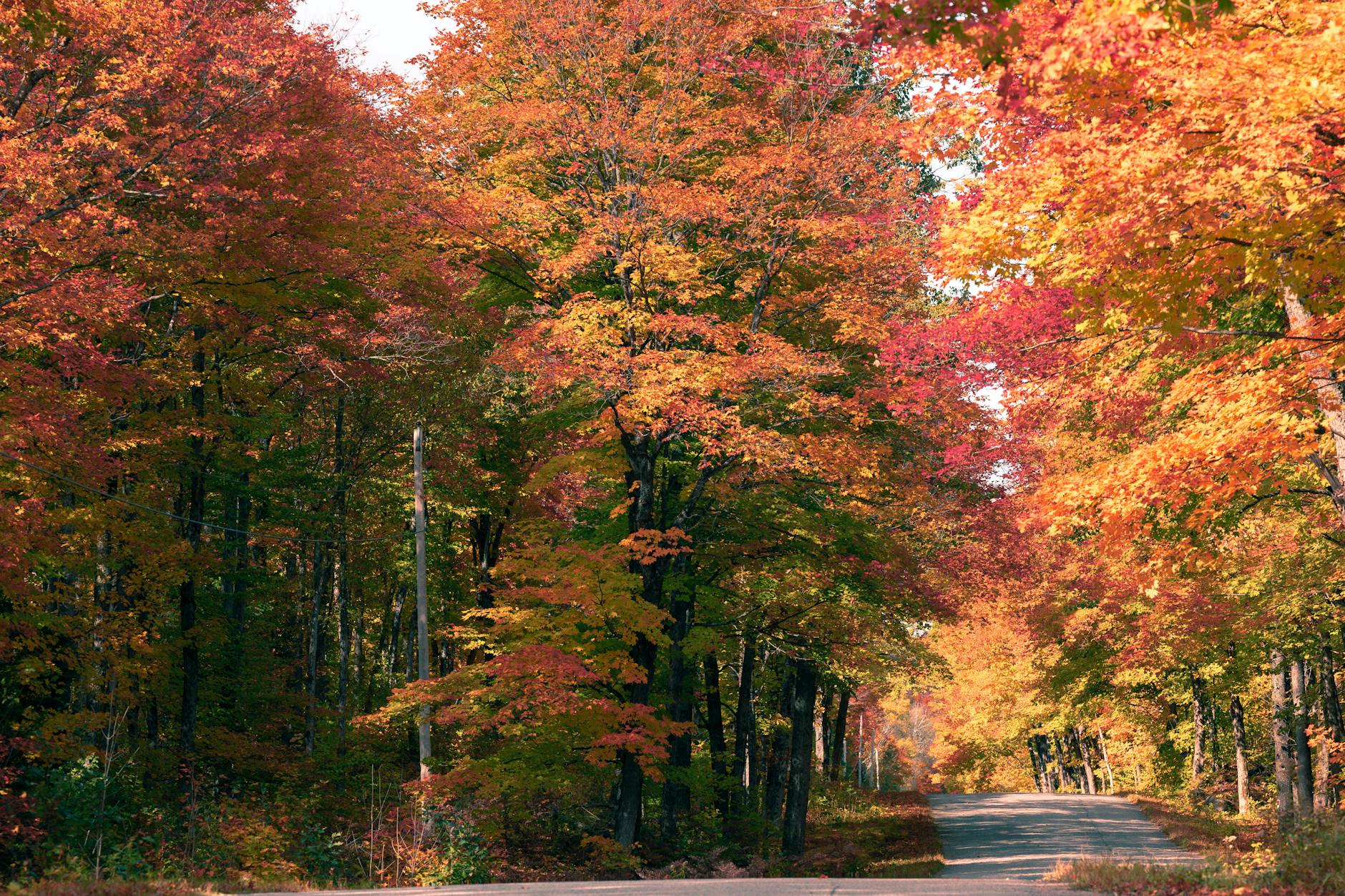 Autumn forest Canada colours fall