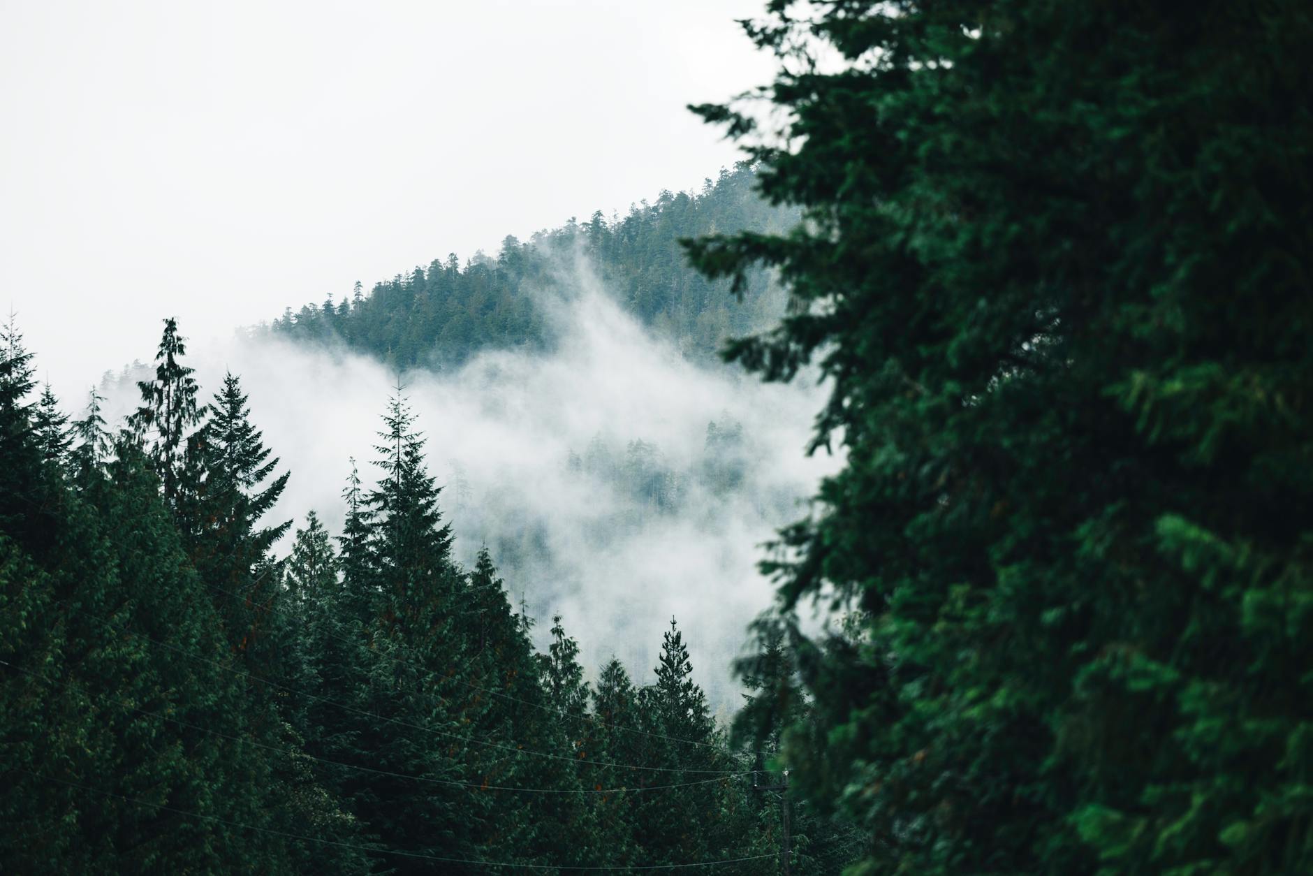 Rainy coastal British Columbia forest
