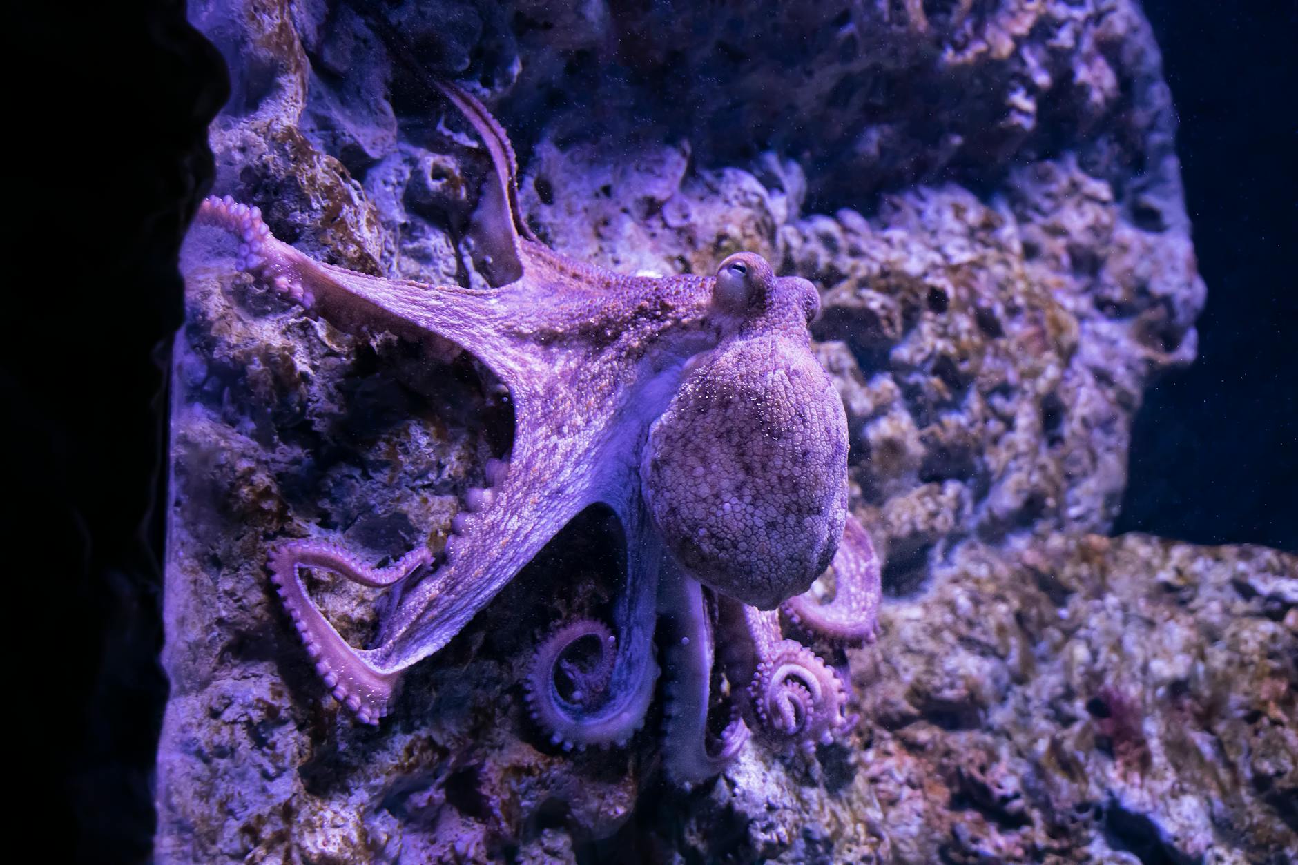 Octopus underwater in colorful aquarium
