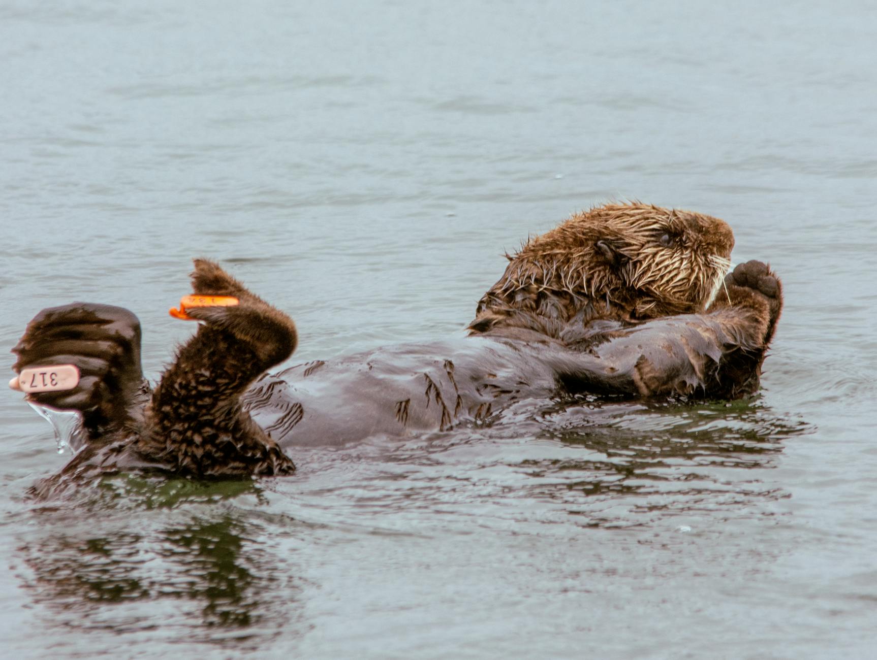 Sea otter floating on its back in water