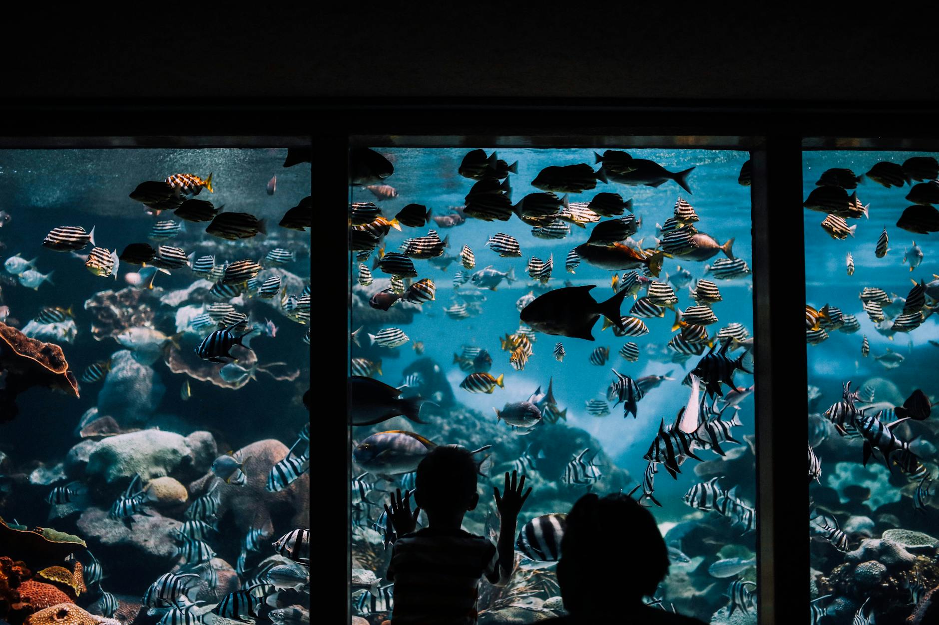 Children watching fish at aquarium glass