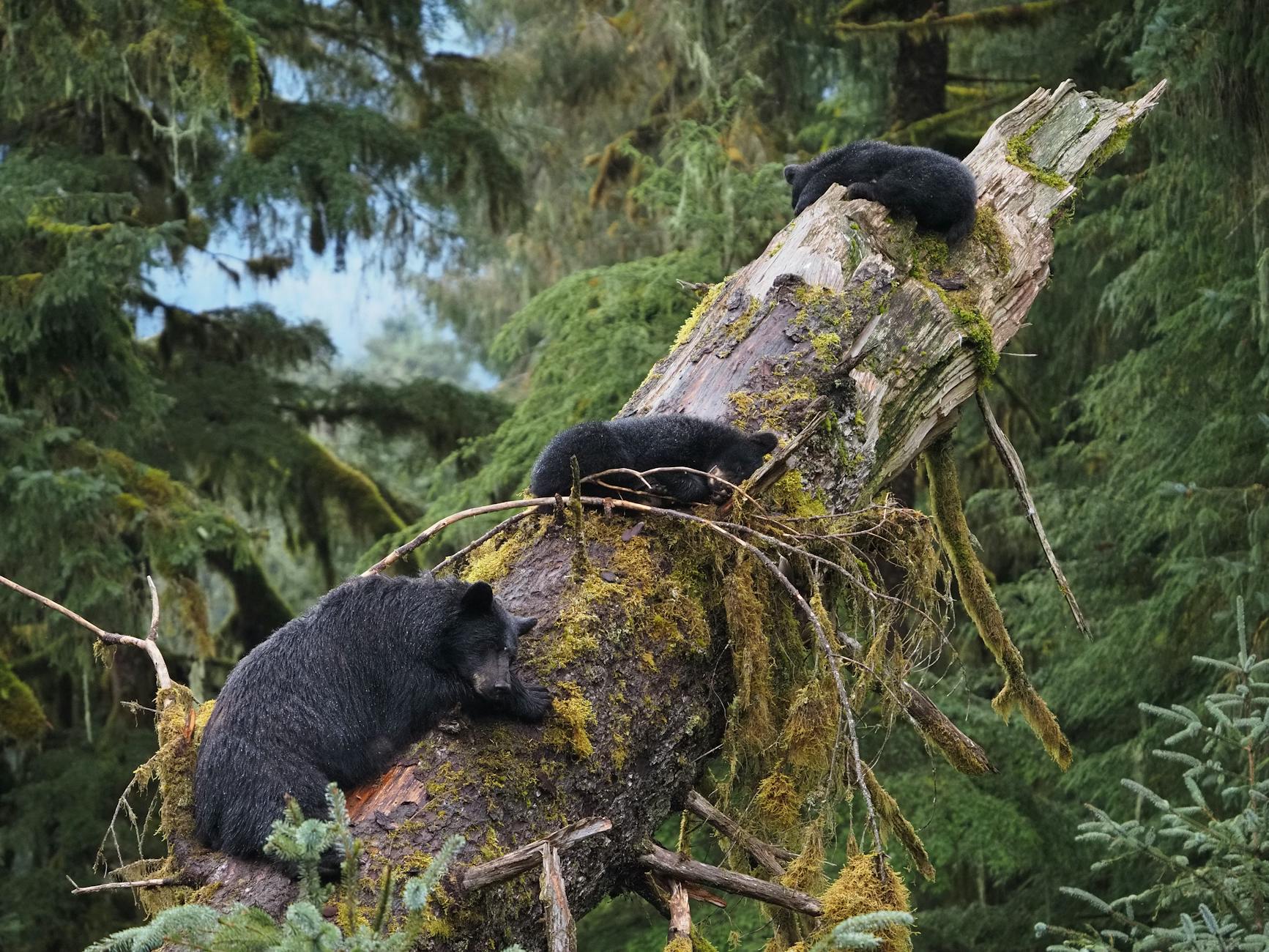 Black bear in BC coastal rainforest