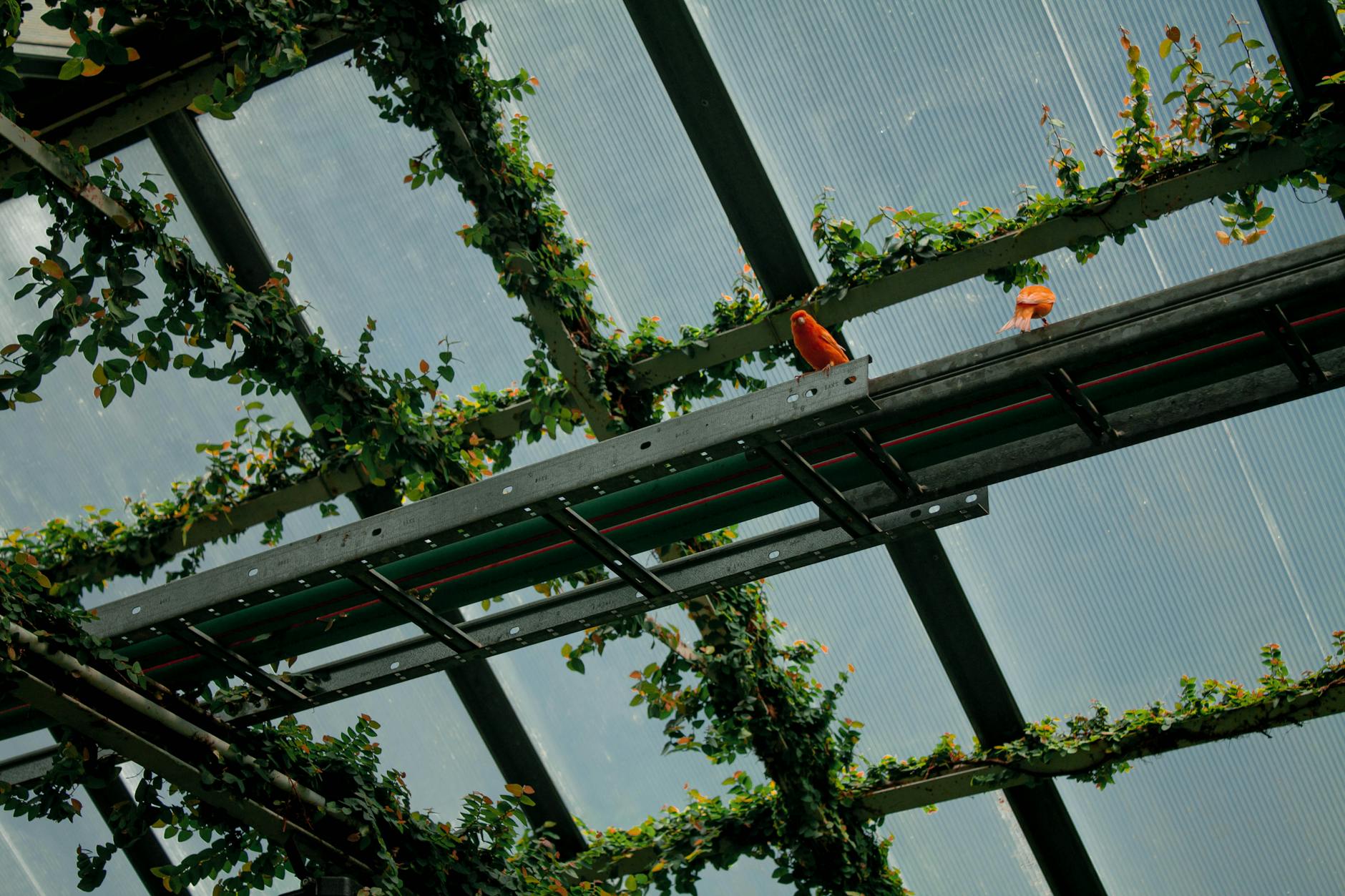 Tropical greenhouse interior with plants