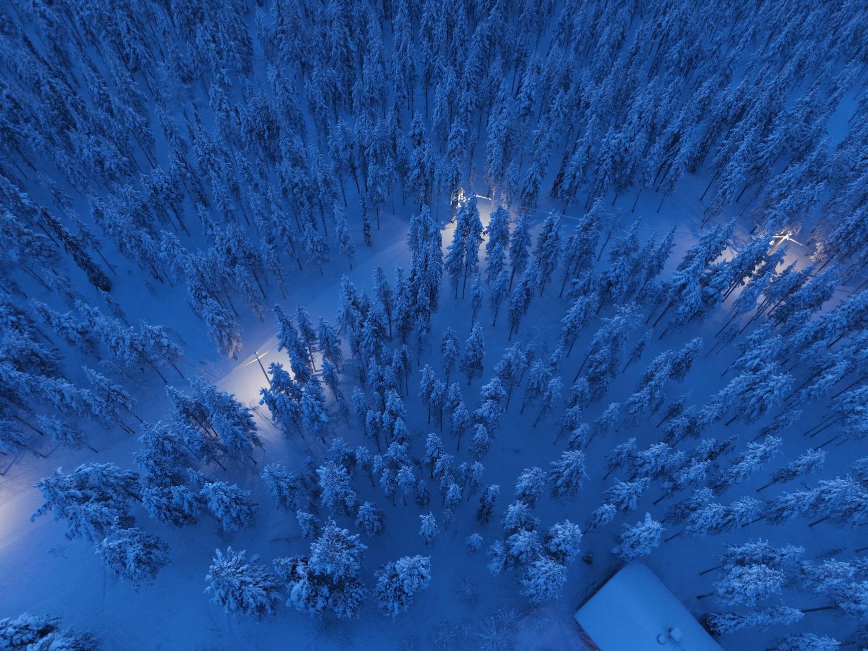 Winter forest illuminated with festive lights
