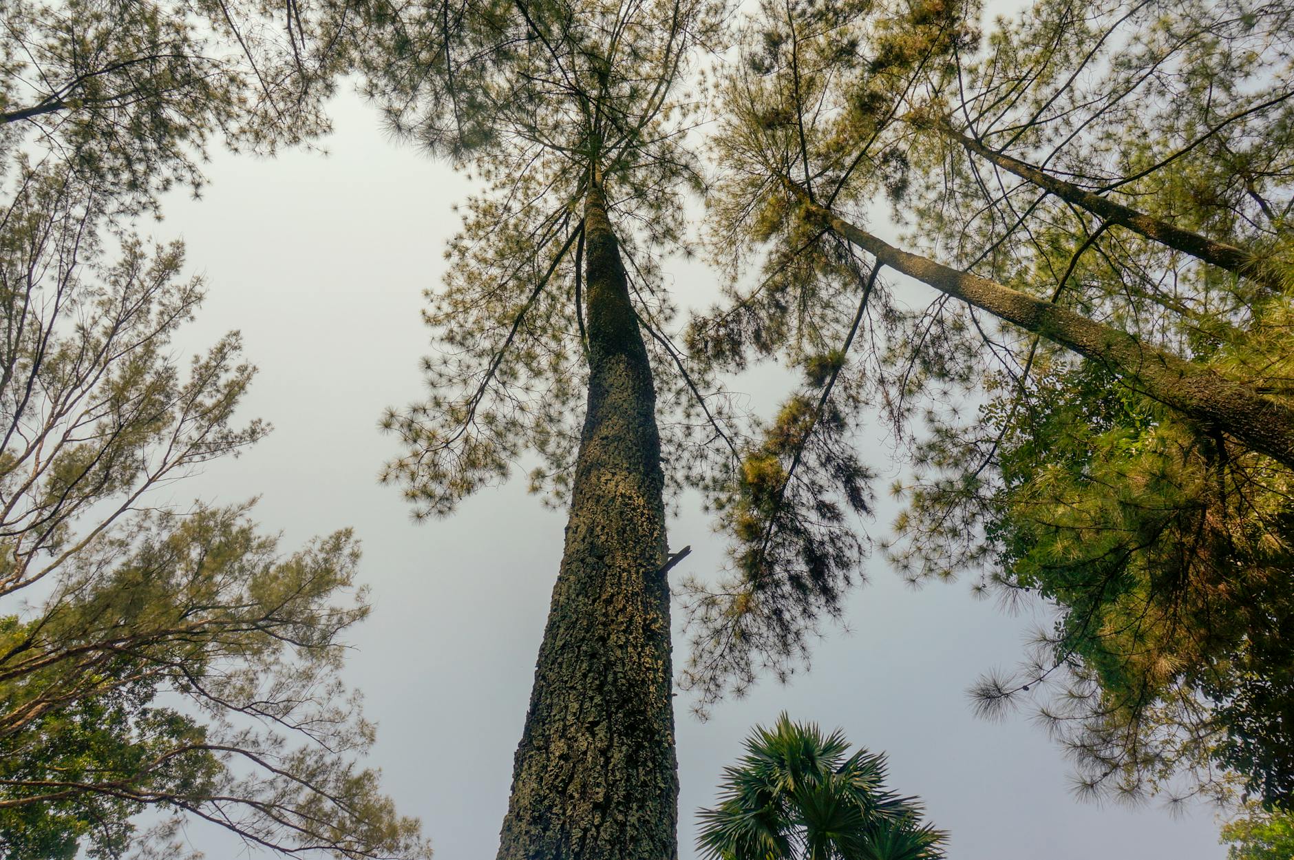 Forest canopy walk among tall trees