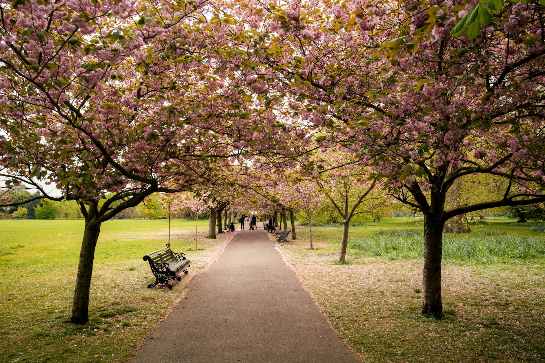 Cherry Best Spots