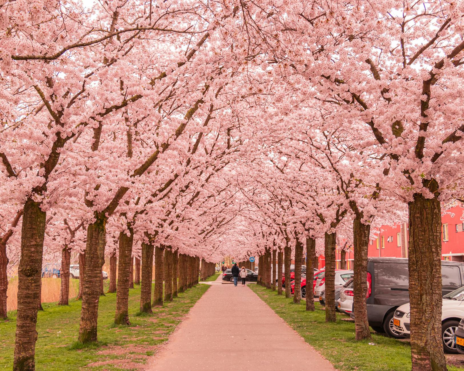 Cherry blossom trees in full bloom lining a city street