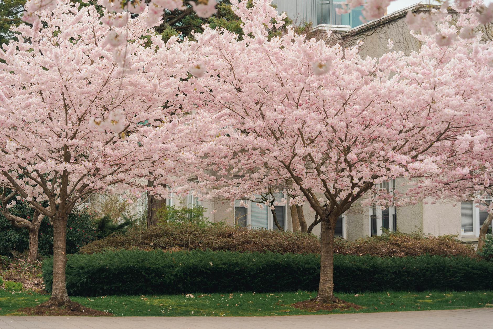 Pink cherry blossoms in full bloom on a Vancouver neighbourhood street in April