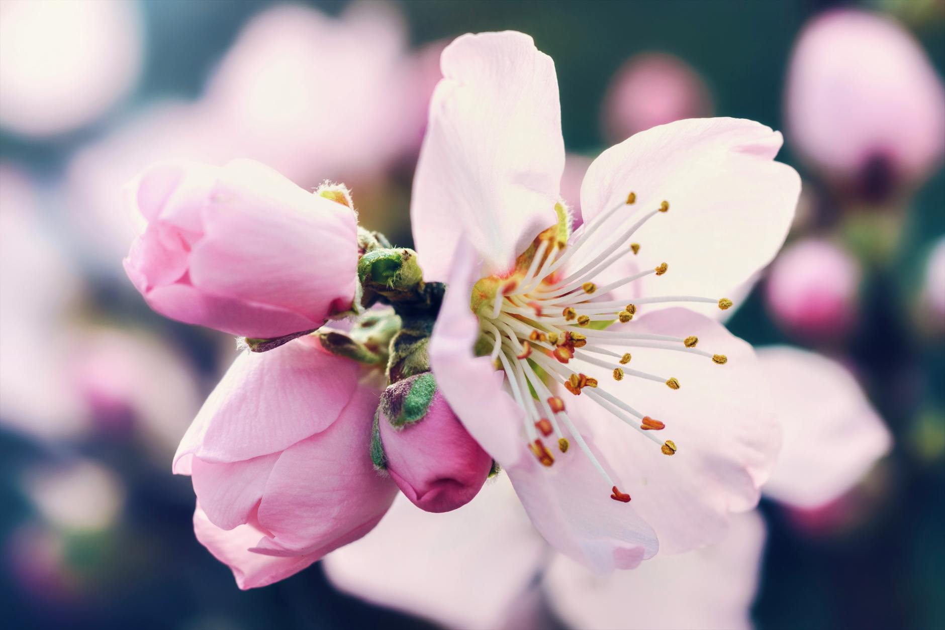 Cherry Faqs