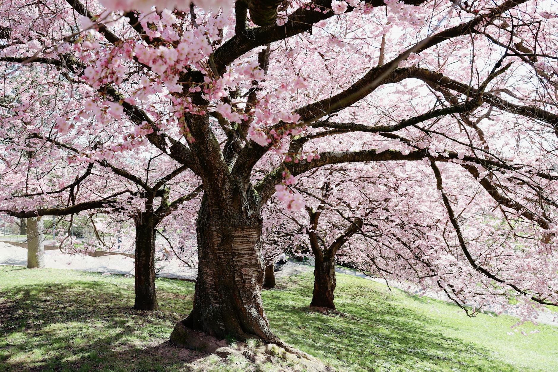 Cherry Japan History