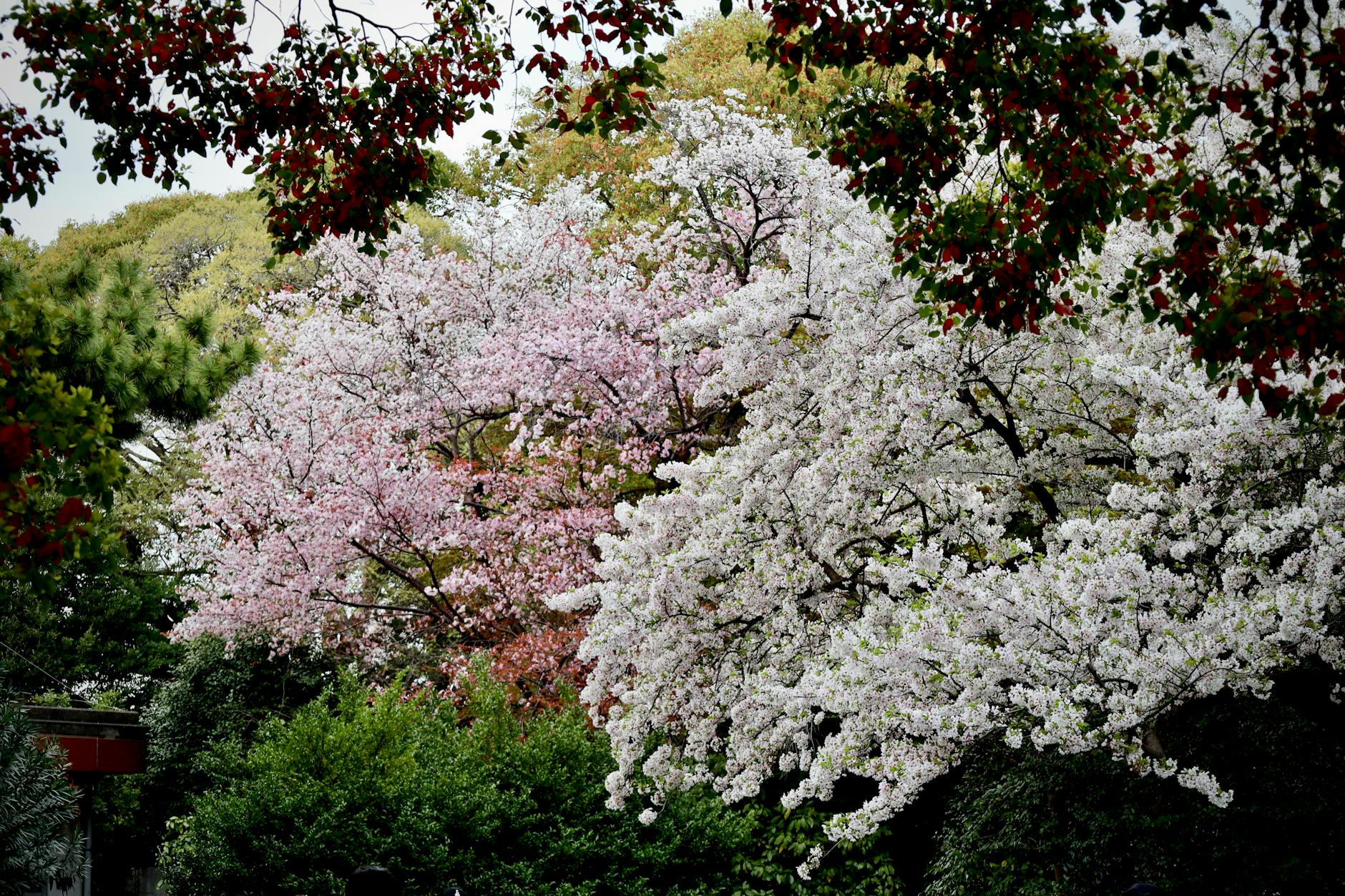 Cherry Species