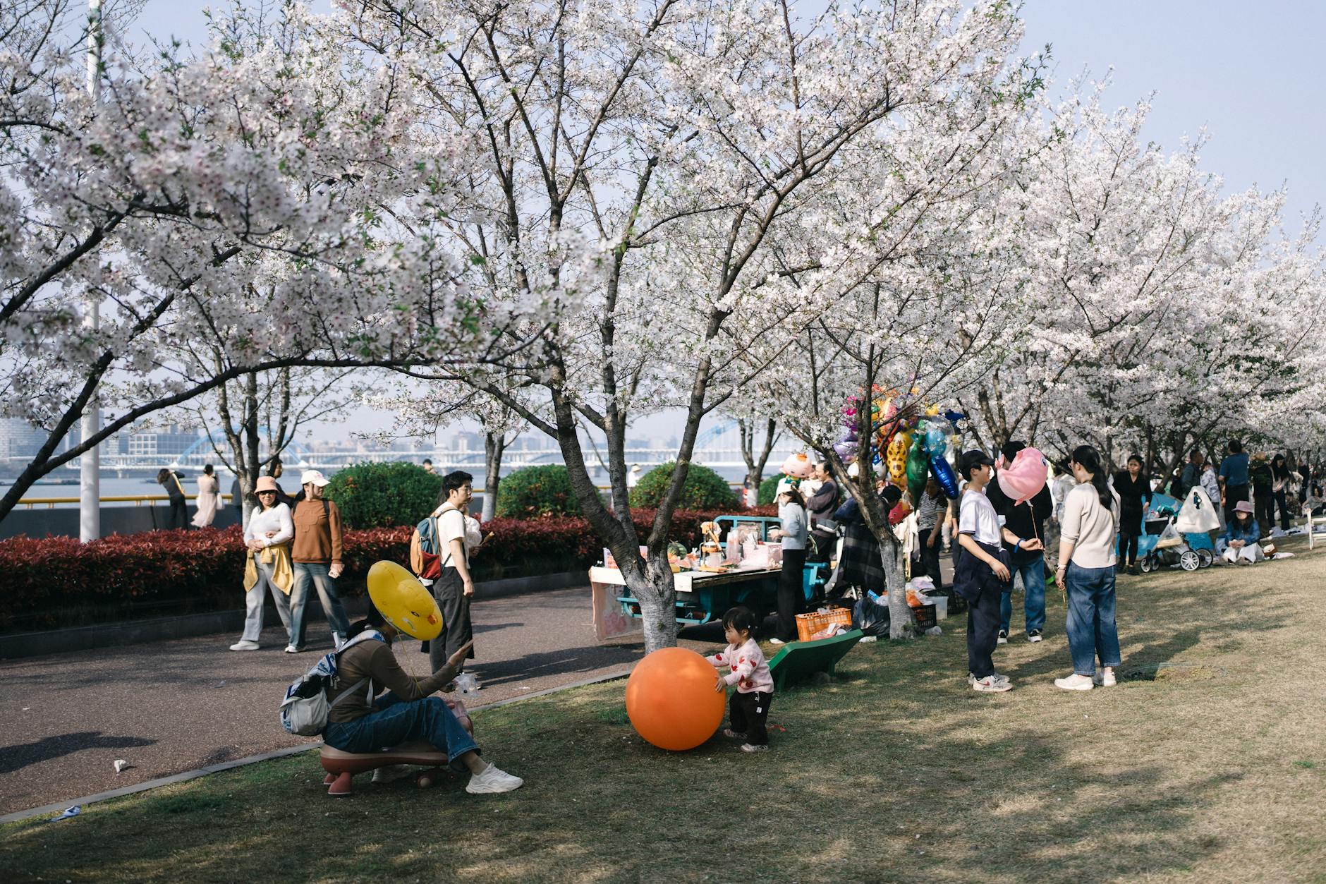 Cherry With Kids