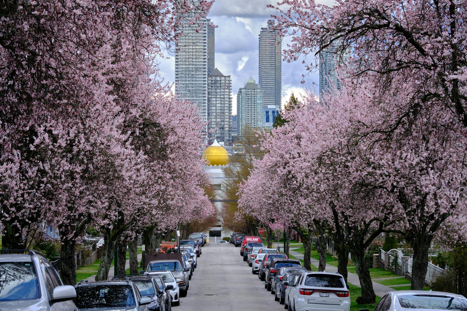 Tree-lined residential street Vancouver