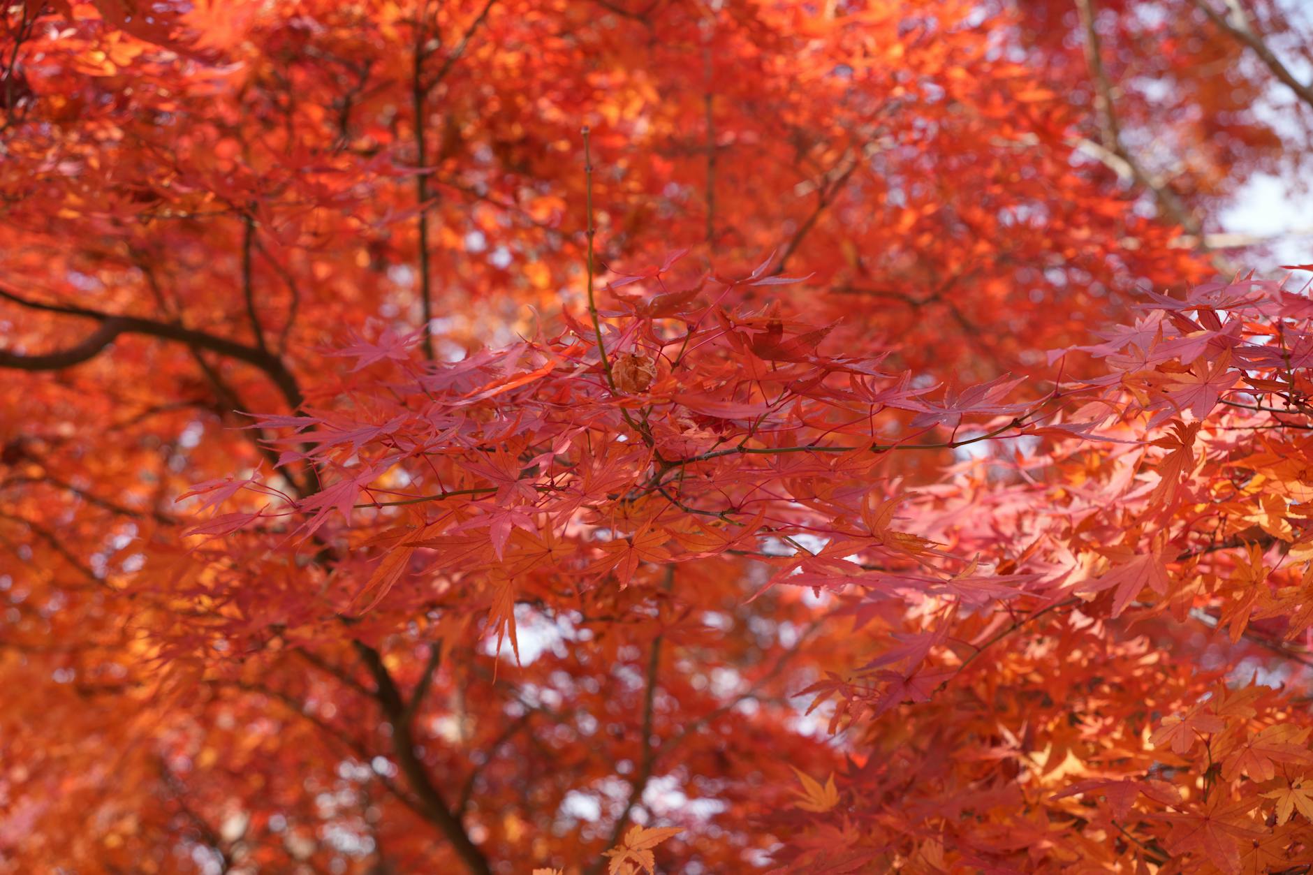 Fall Foliage