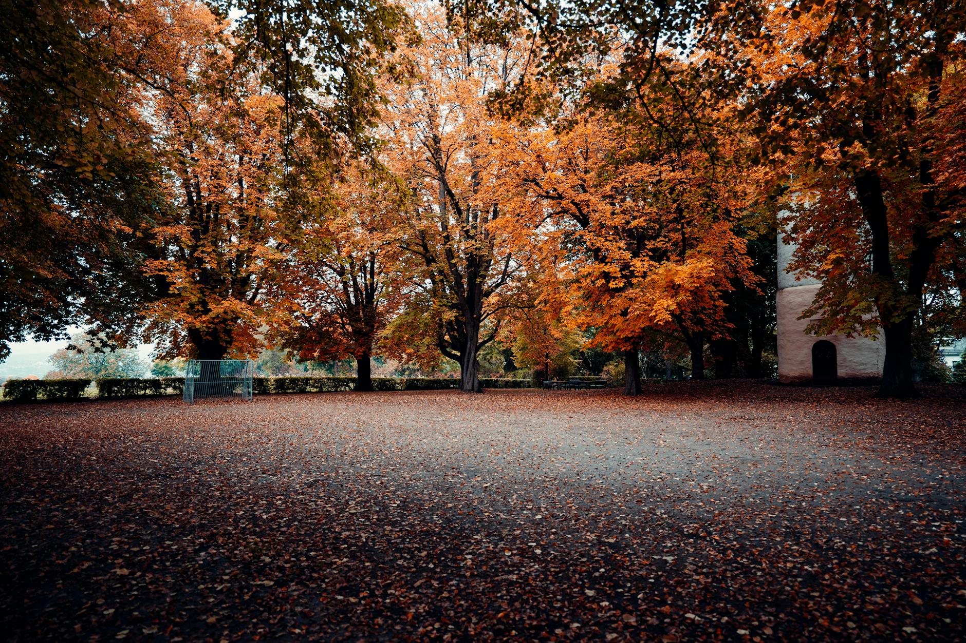 Maple trees with red and orange leaves in a city park