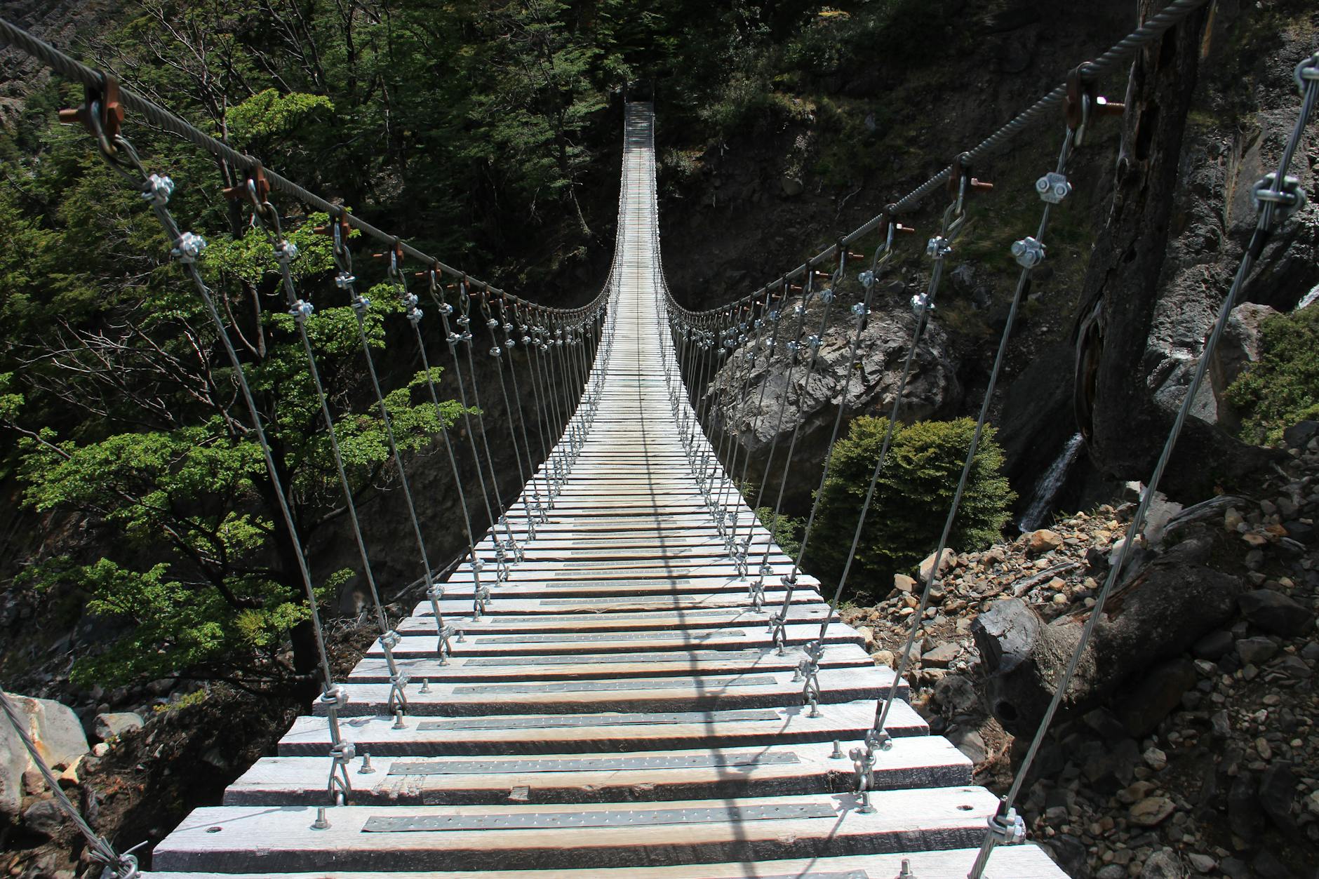 Suspension bridge in temperate rainforest canyon