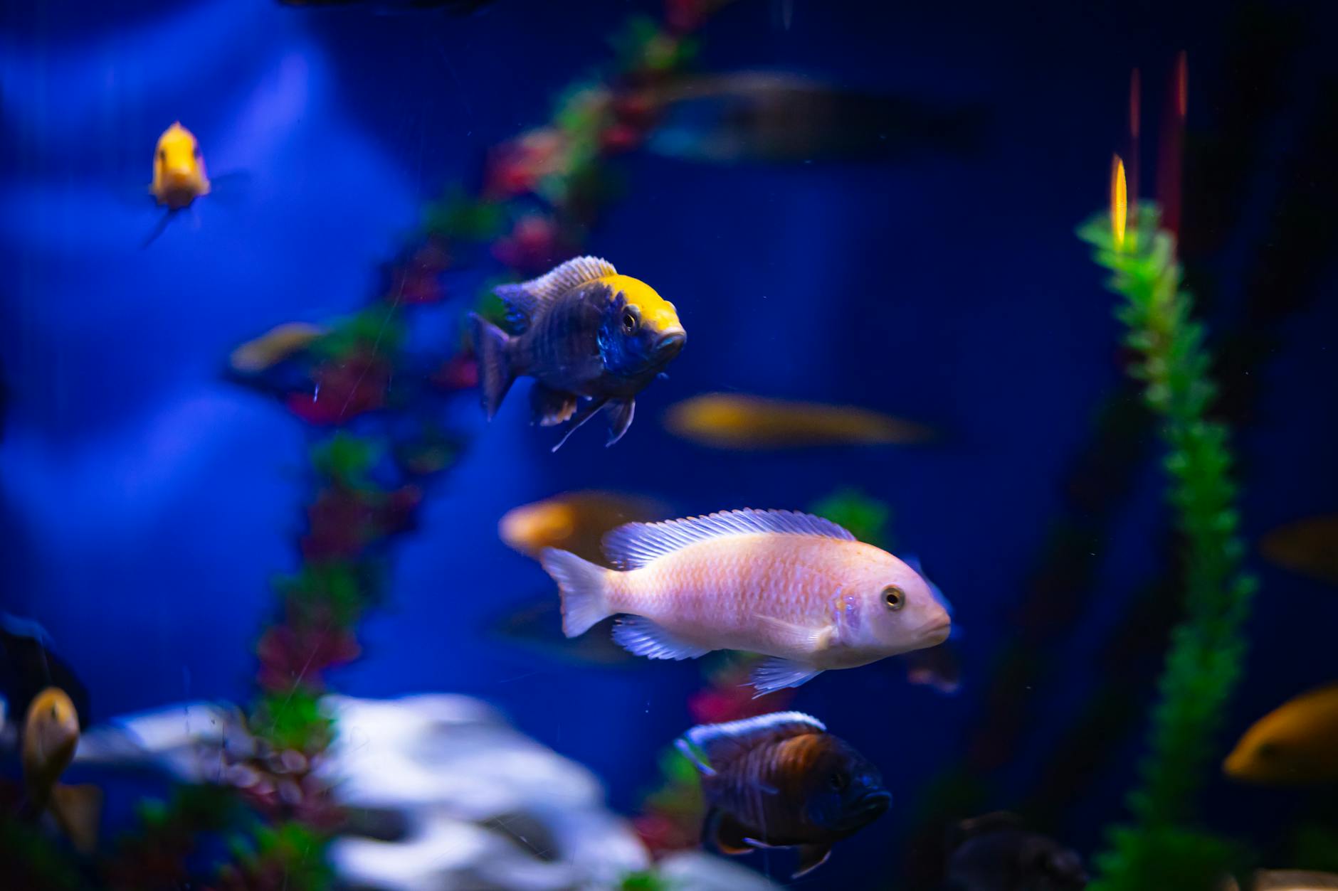 Aquarium tank with colorful tropical fish