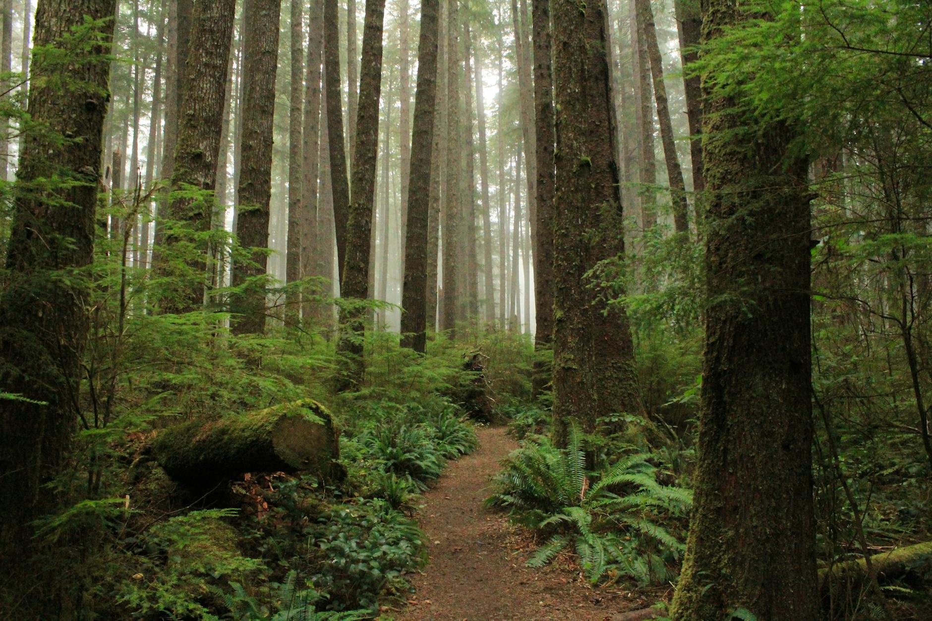 Pacific Northwest temperate rainforest with tall cedars, ferns and a mossy creek