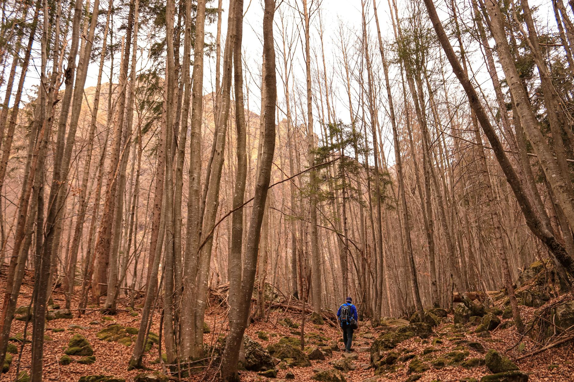Forest hiking trail North Shore old growth moss