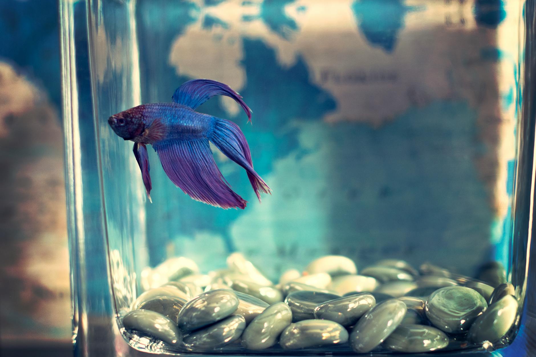 Aquarium fish underwater glass