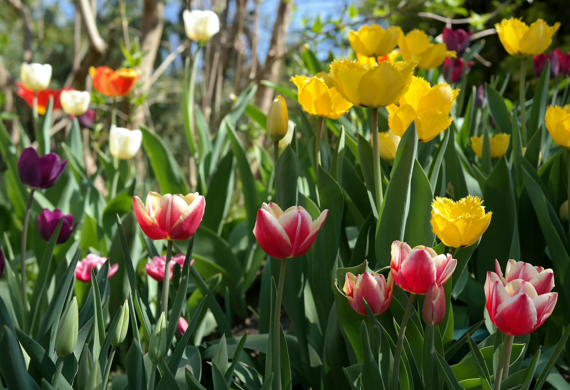 Spring May