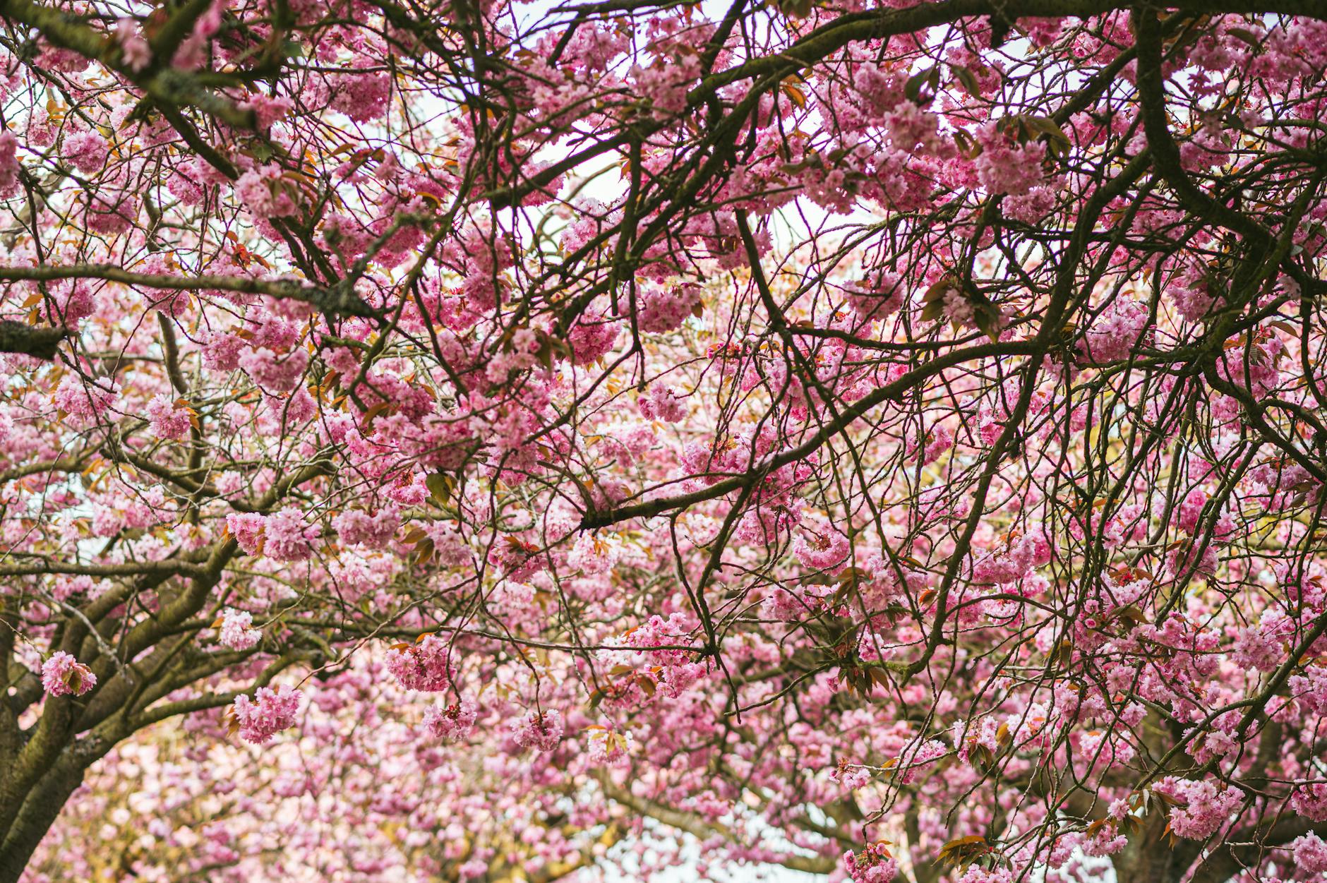 Spring Overview