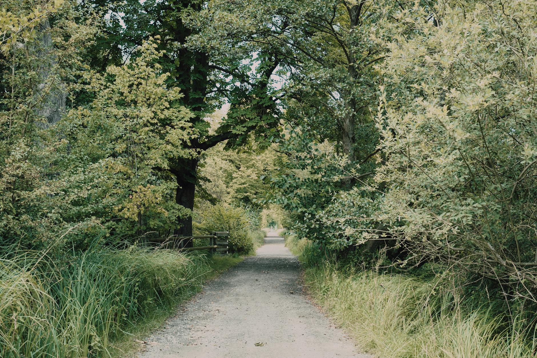 Forest trees in Stanley Park near a path