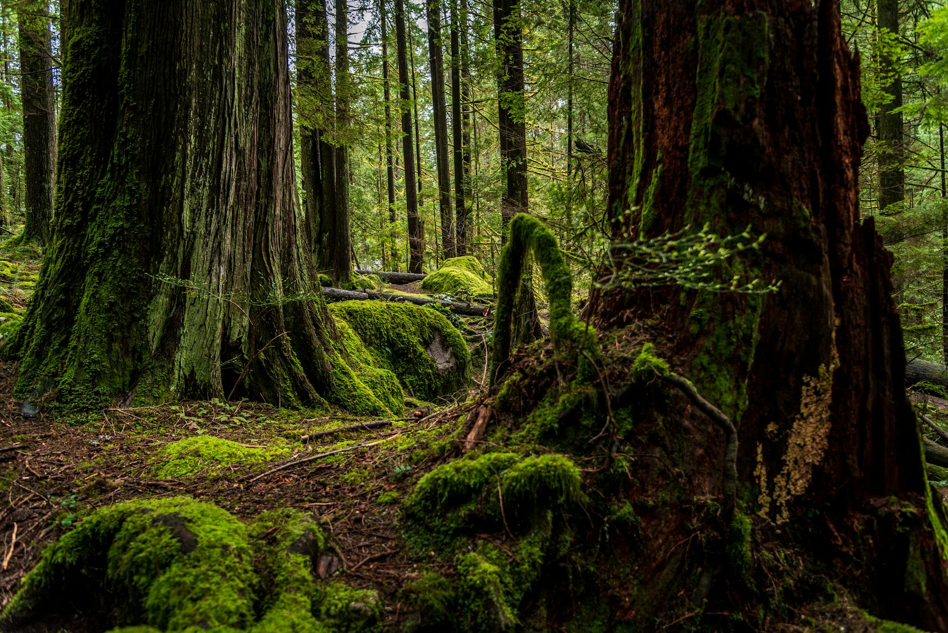 Pacific Northwest forest trail with moss and cedar