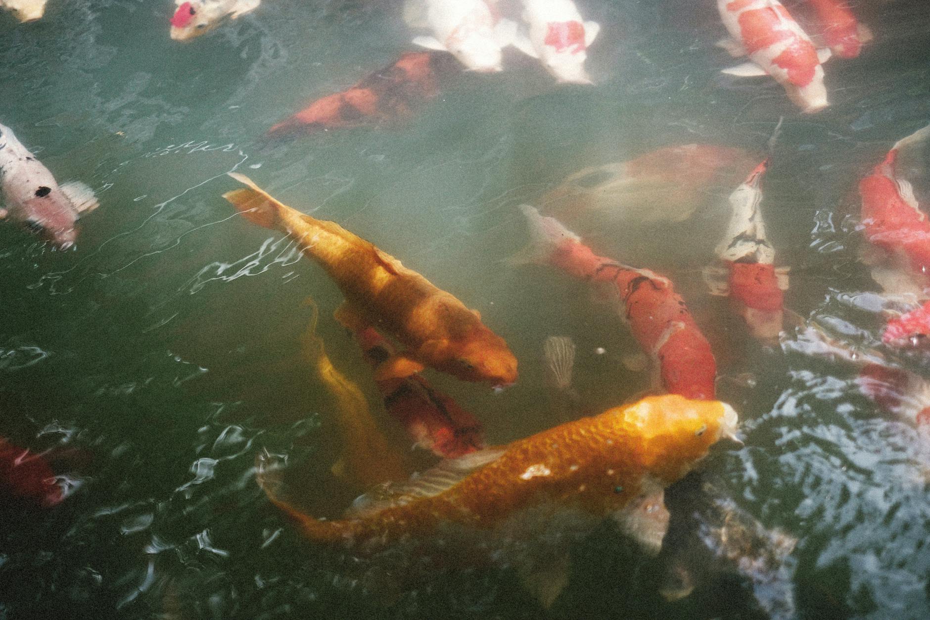 Koi pond inside a classical Chinese garden