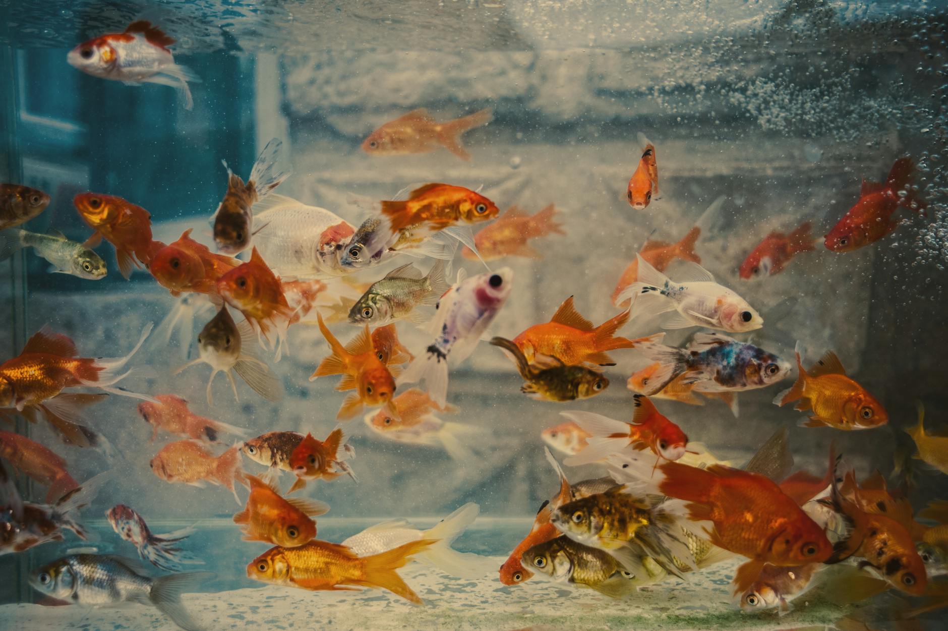 Aquarium tank with fish behind glass