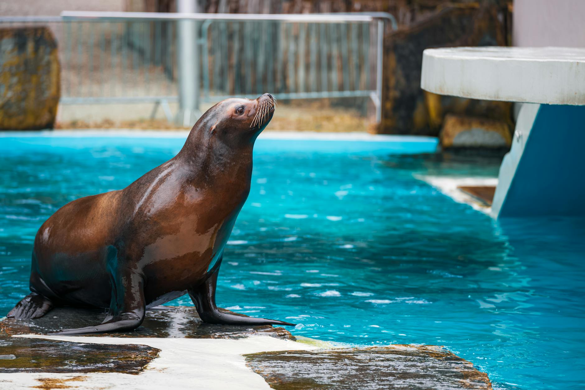 Sea lion swimming underwater in an aquarium exhibit with blue-green lighting