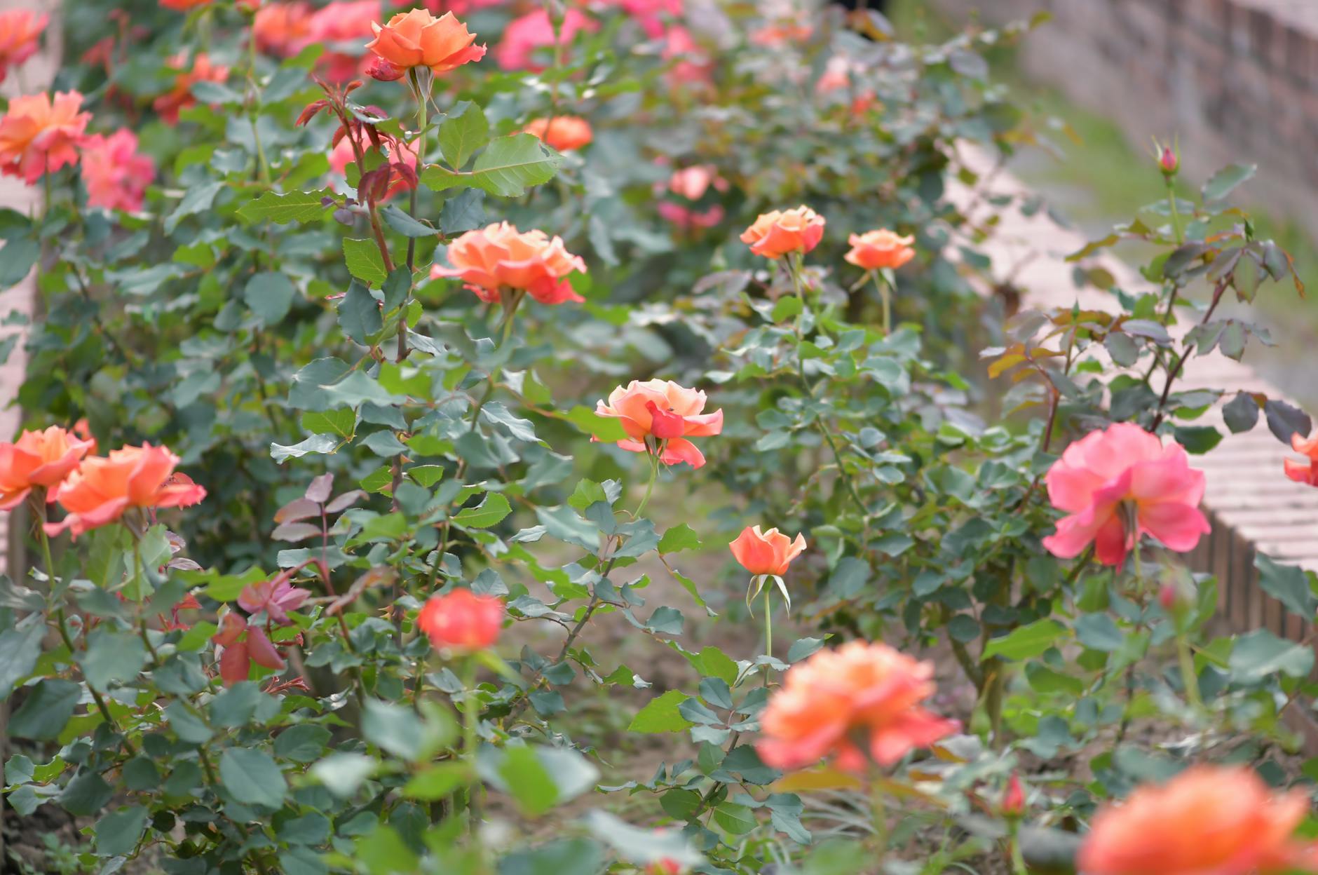 Rose garden flowers in spring bloom
