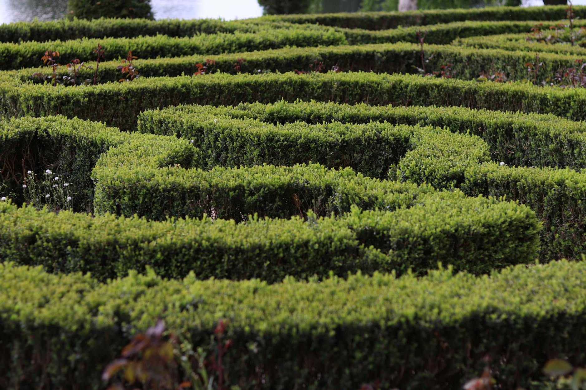Hedge maze in a botanical garden