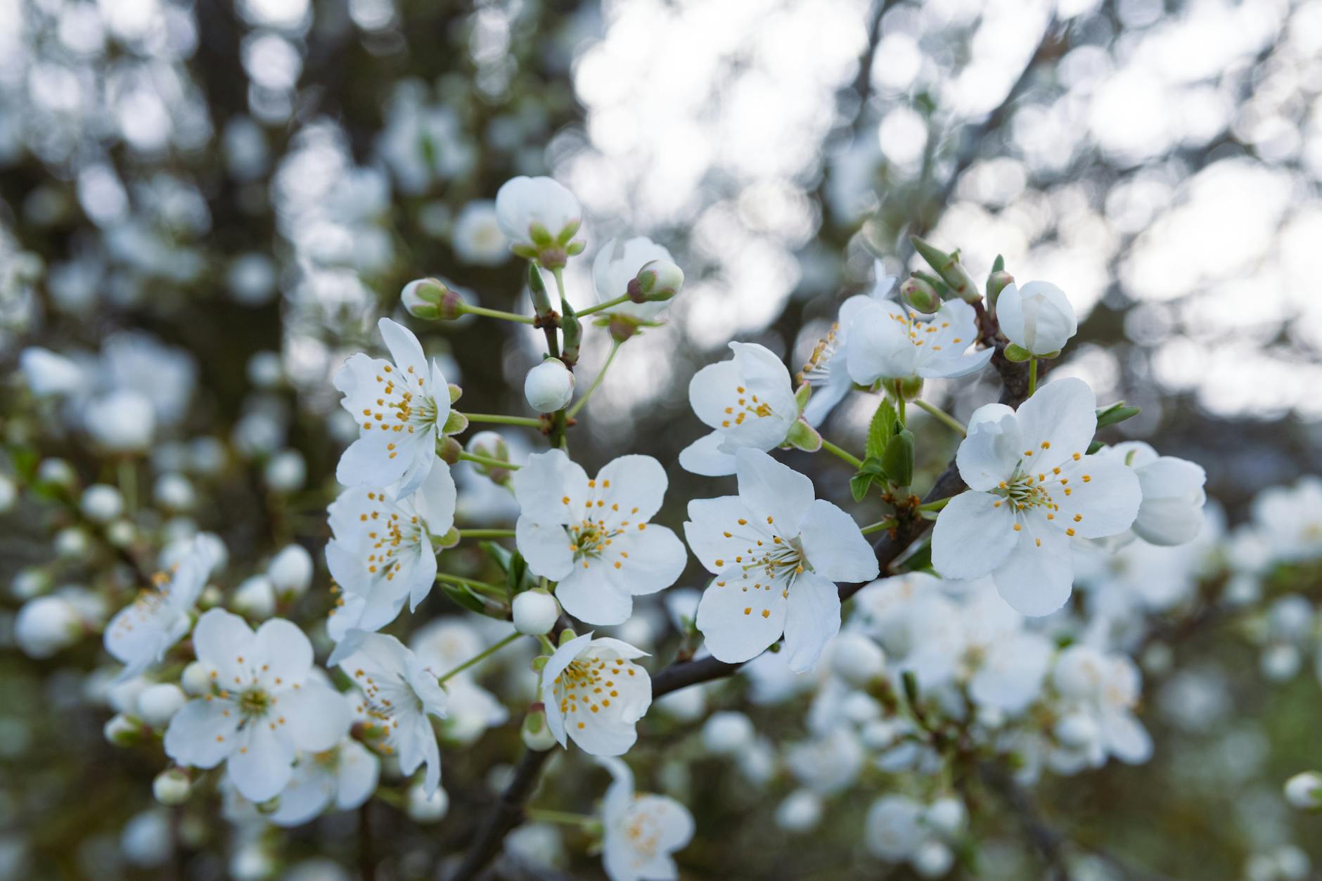 Spring cherry blossom flowers in garden