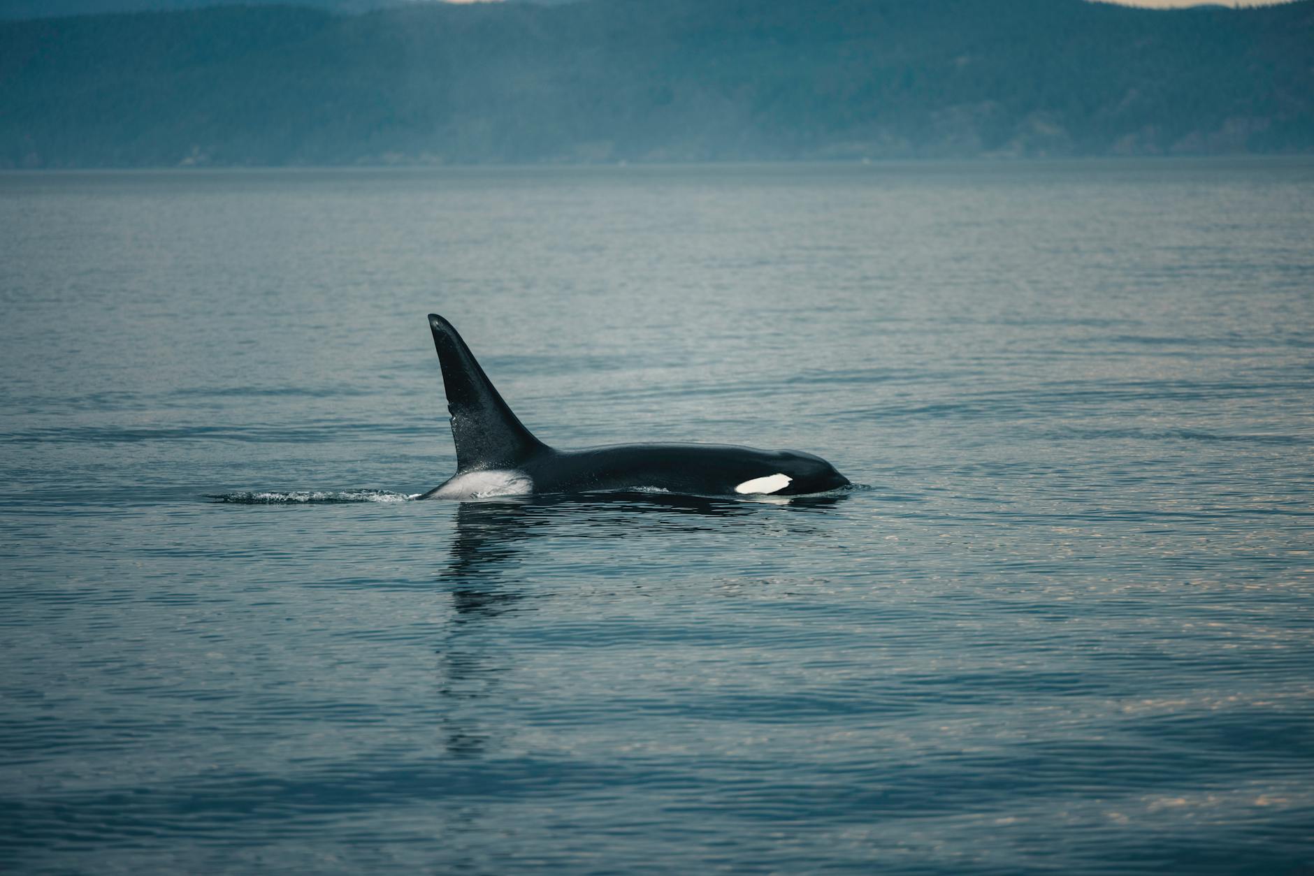 Orca killer whale breaching above the surface of the Pacific Ocean