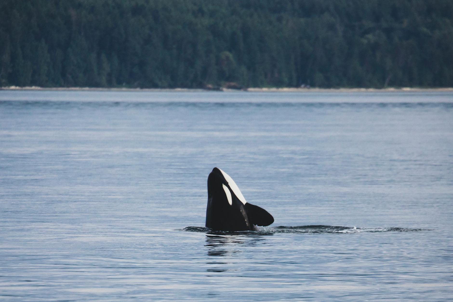 Orca whale breaching in Pacific waters