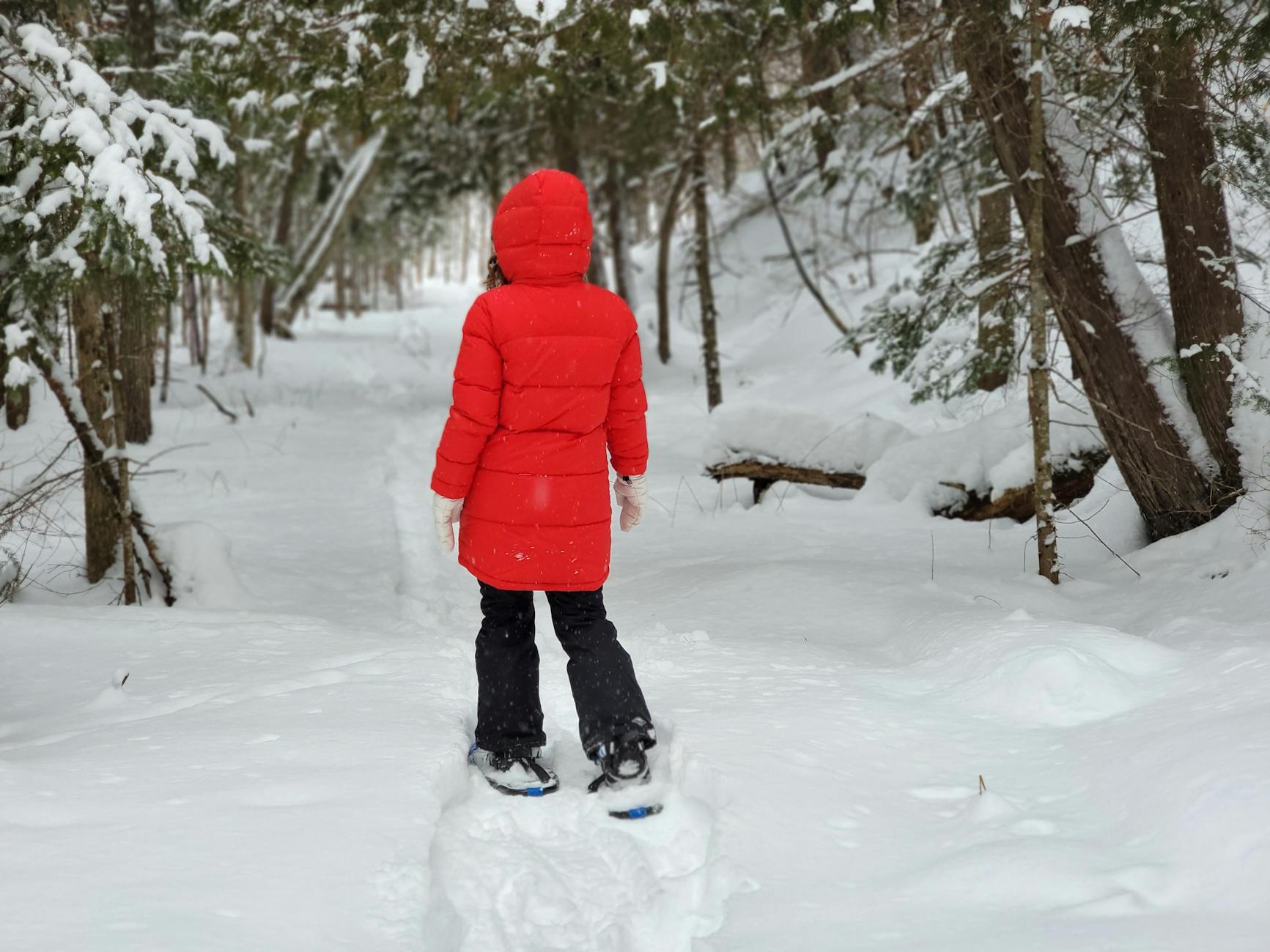 Snowshoer on forested winter trail