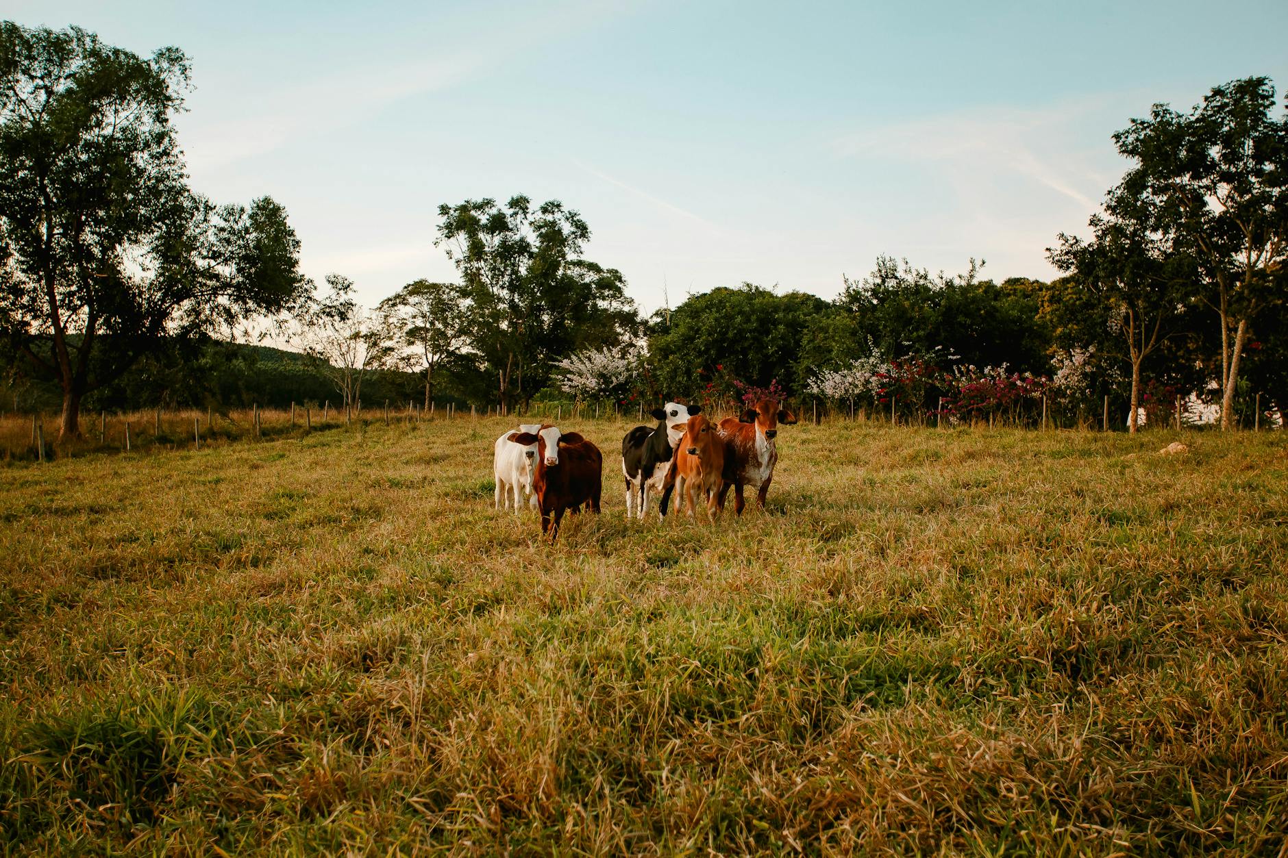 Fv Circle Farm