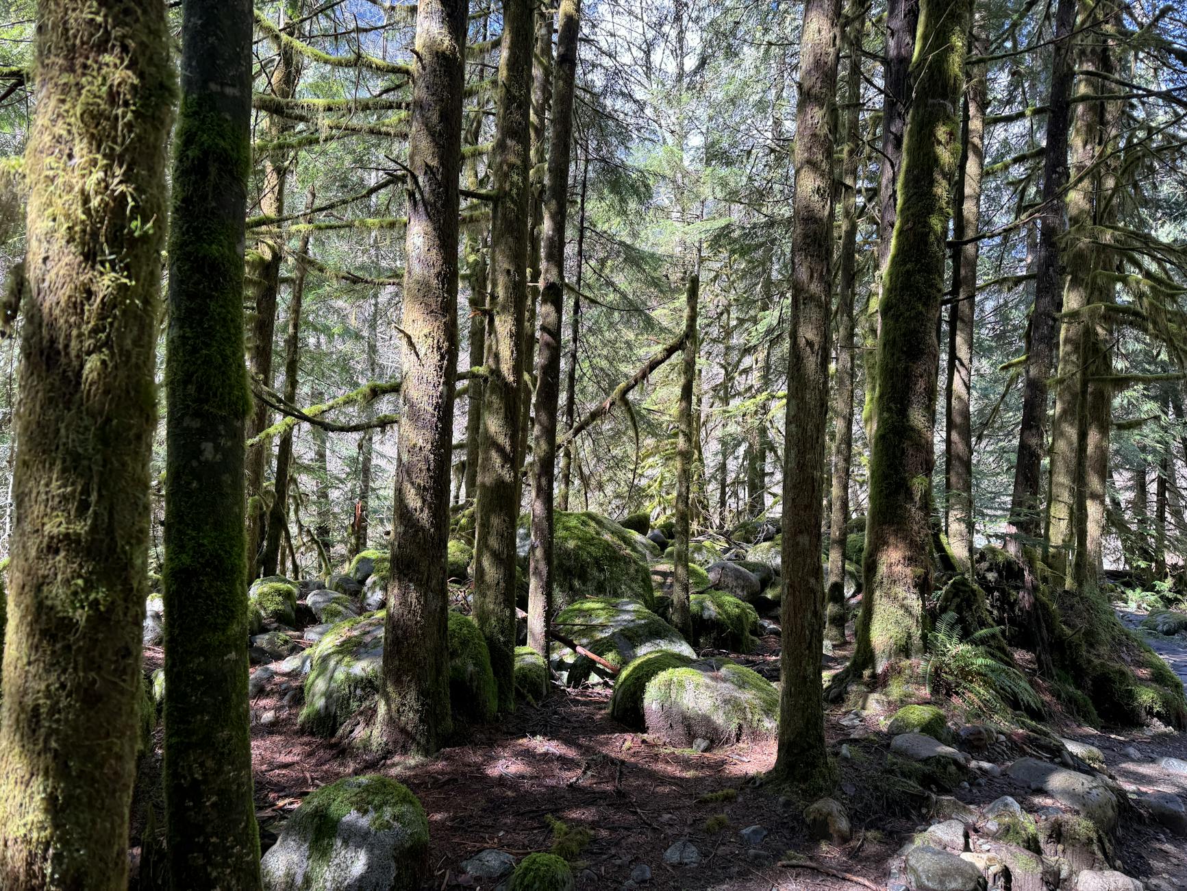 Lh Old Growth