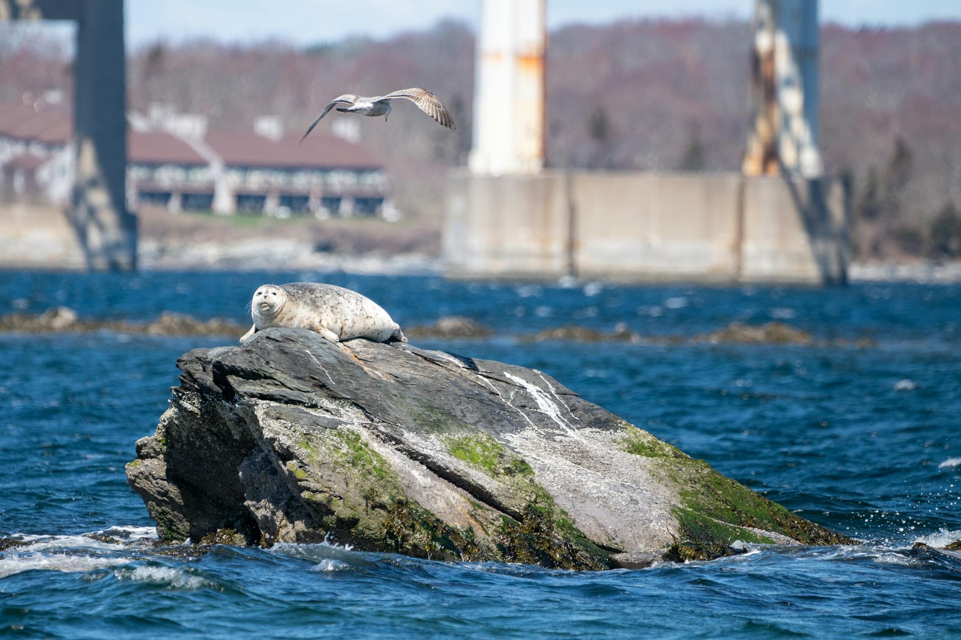 Lh Seals