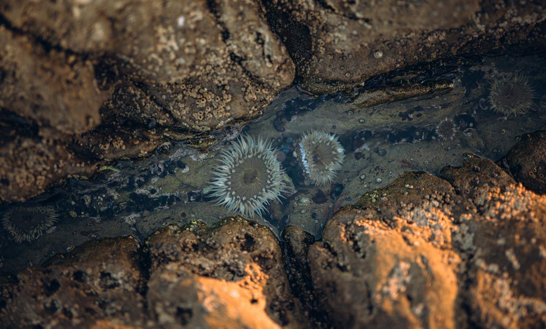 Lh Tide Pools