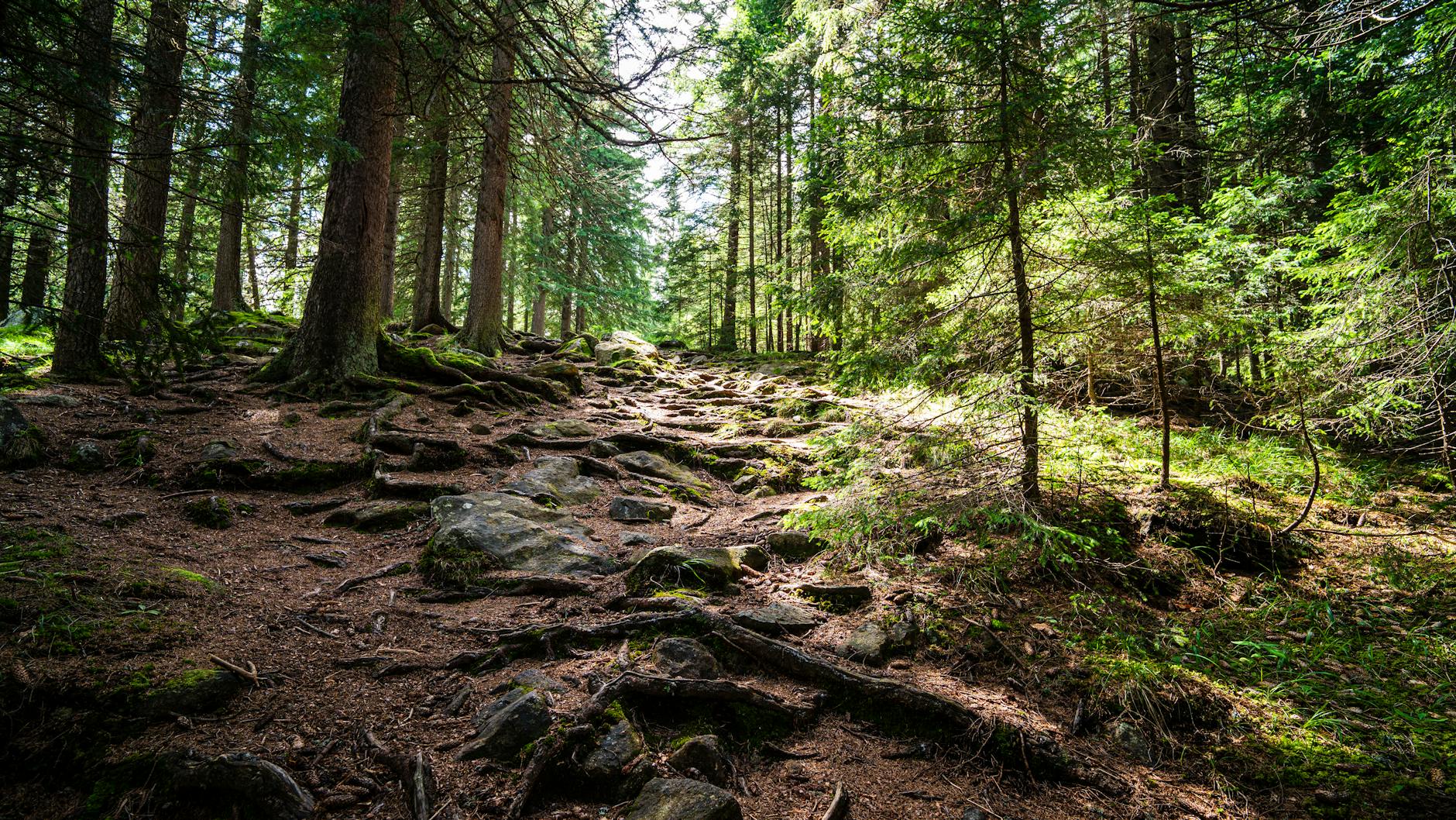 Lp Trails Moderate