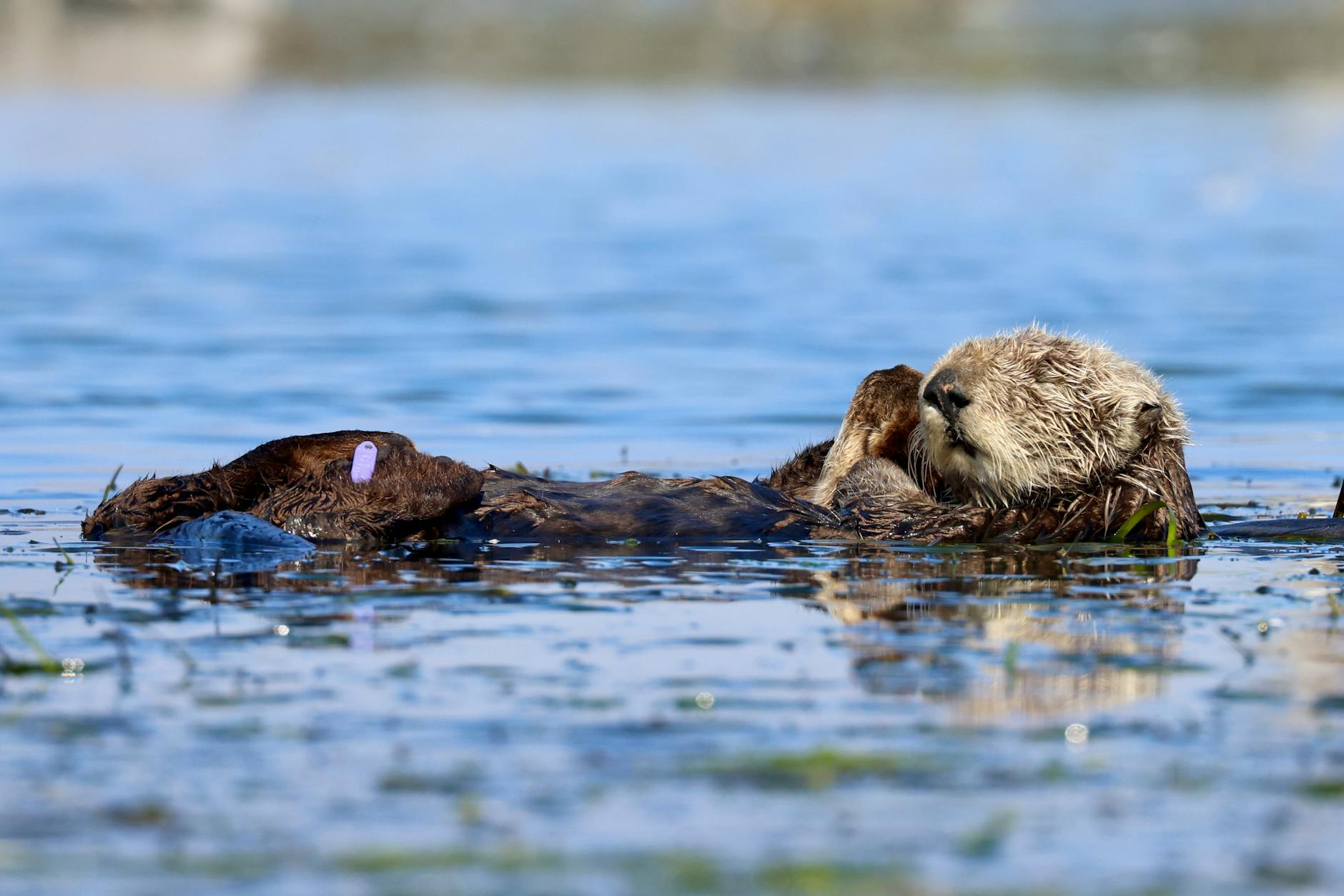 A southern sea otter relaxing on water at Moss Landing, California.