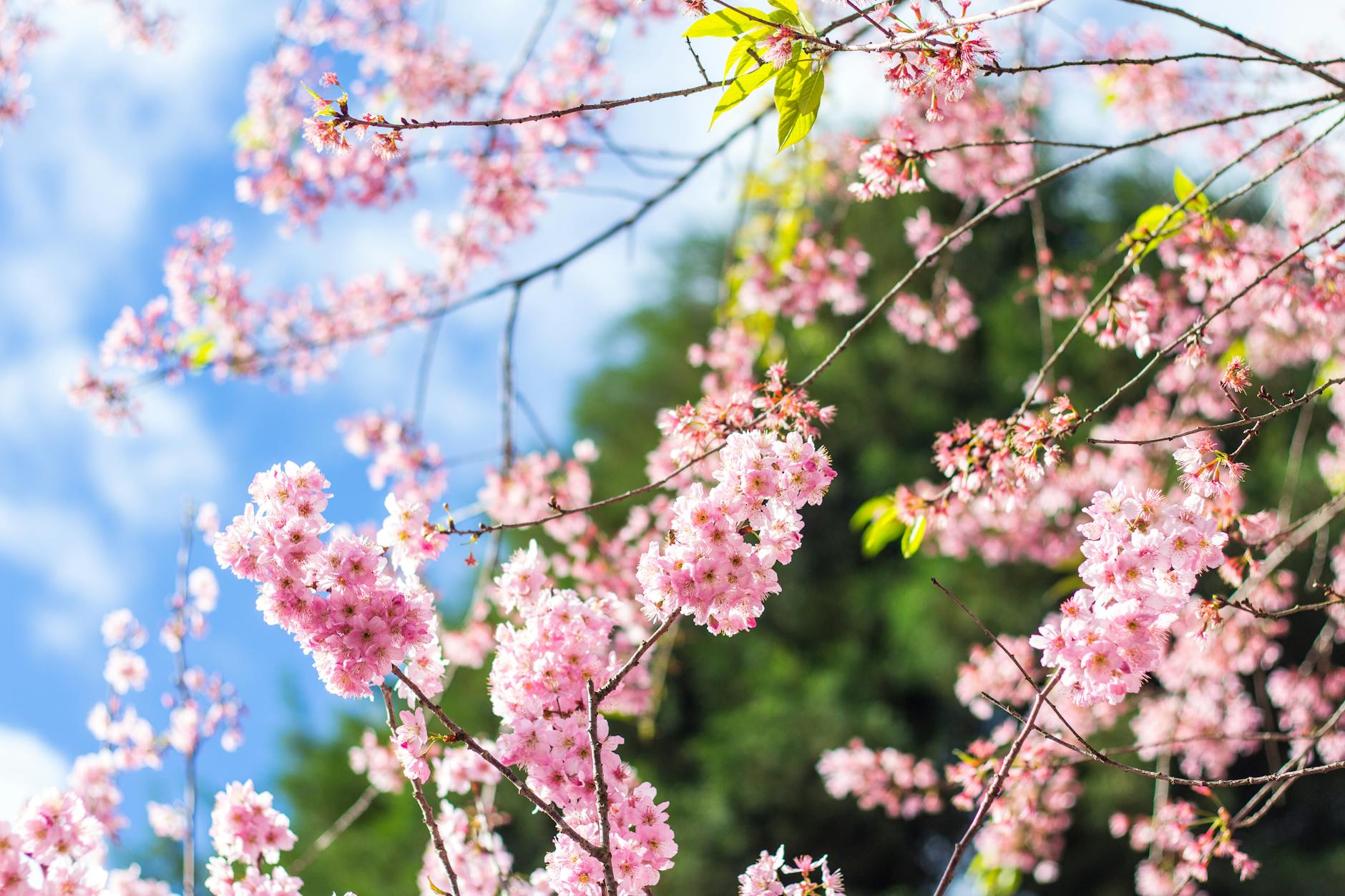Close-up of vibrant pink cherry blossoms in full bloom against a clear blue sky.