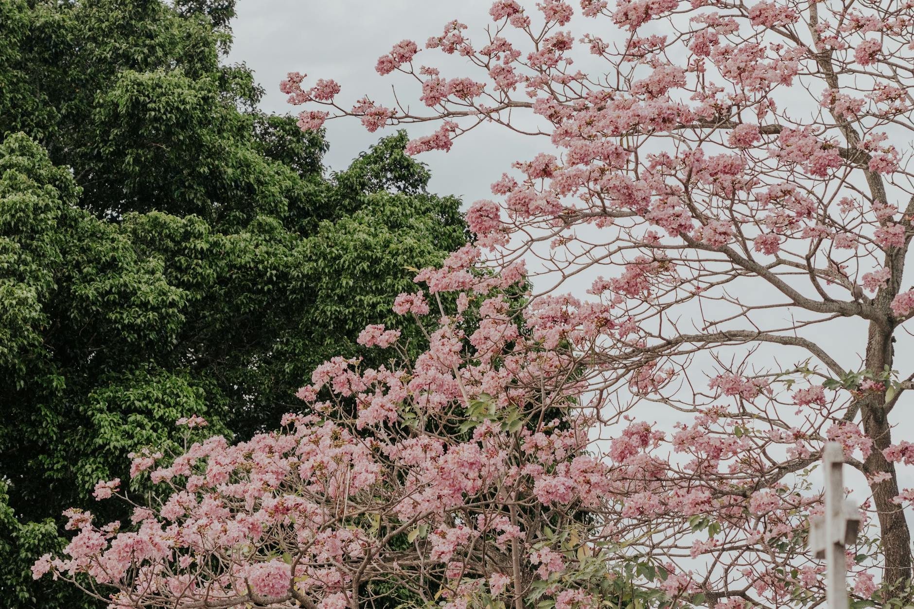 A vibrant pink tabebuia tree blooms against a lush green backdrop, capturing the essence of spring outdoors.