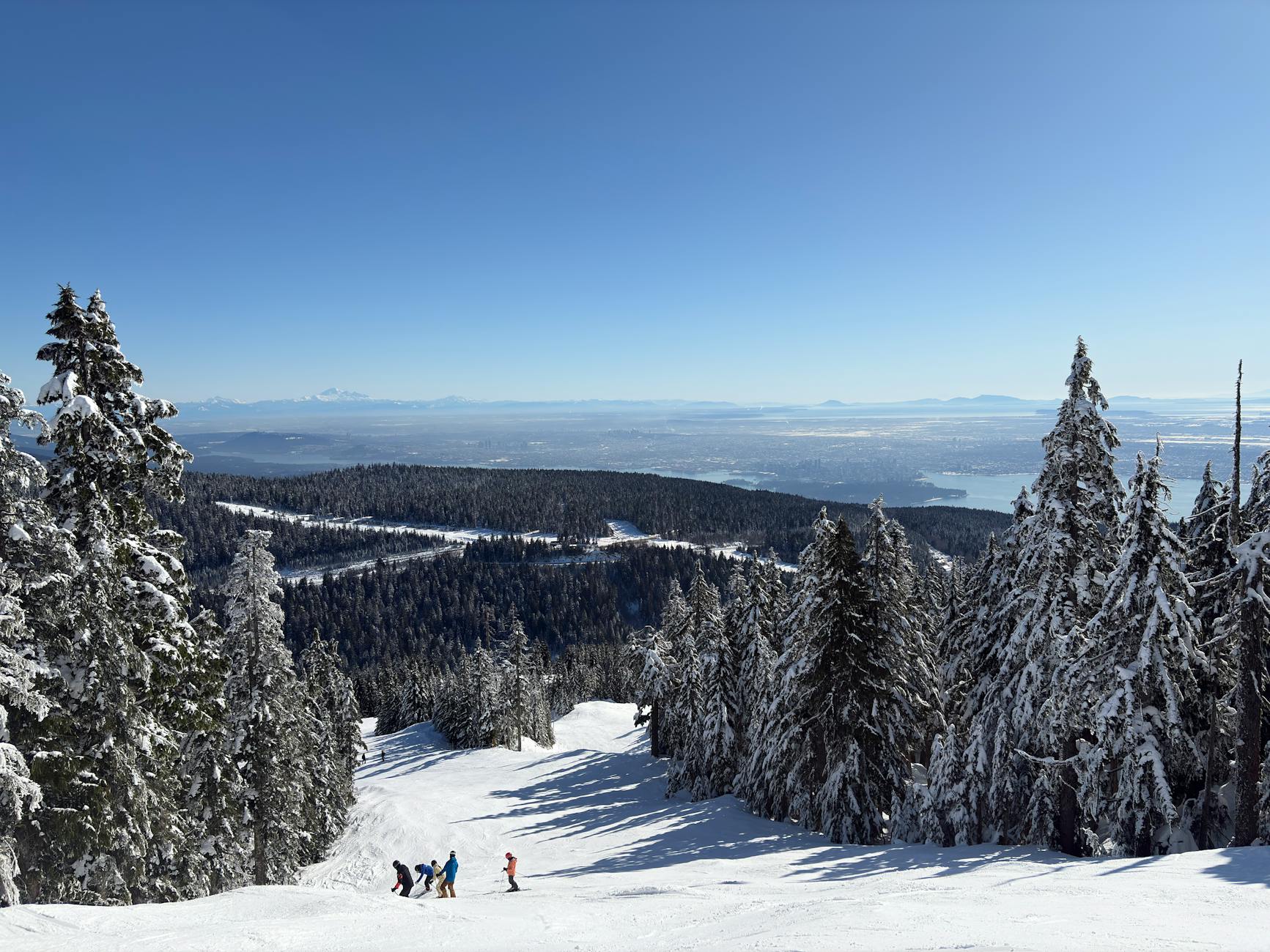Cross-country ski tracks through snowy forest.