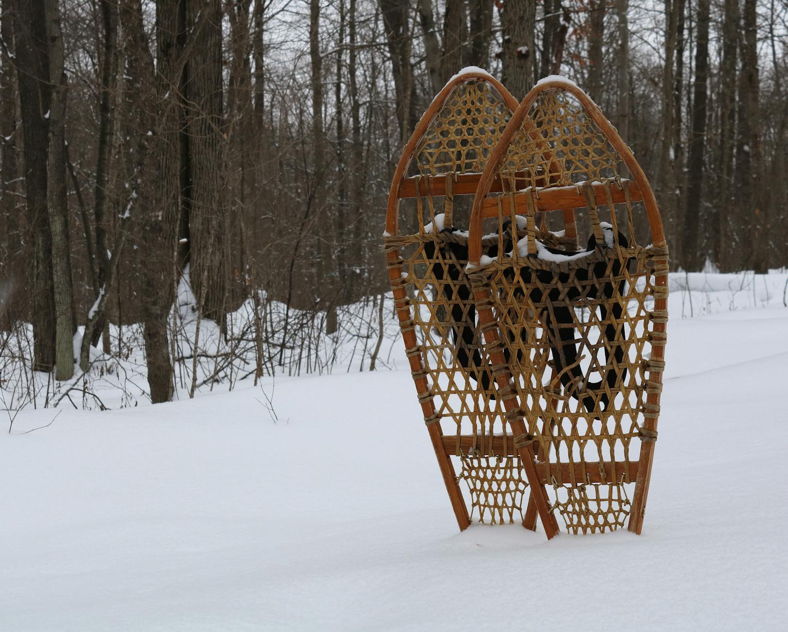 Snowshoers on a marked trail through deep snow and evergreen forest.