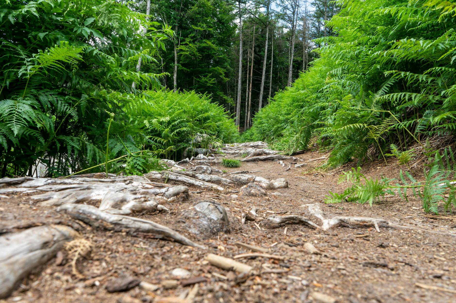 Ps Trails