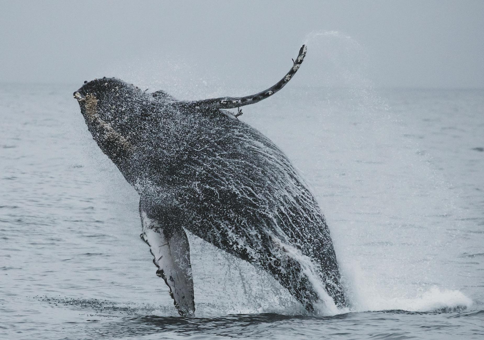 Ww Humpbacks